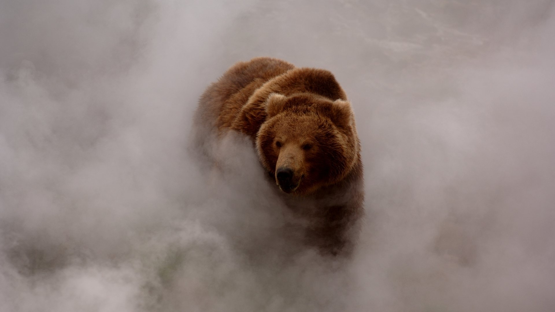 oso marrón humo niebla