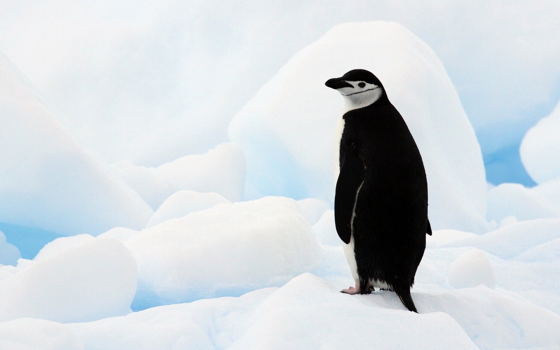 pinguino antartico antartide banchi di ghiaccio