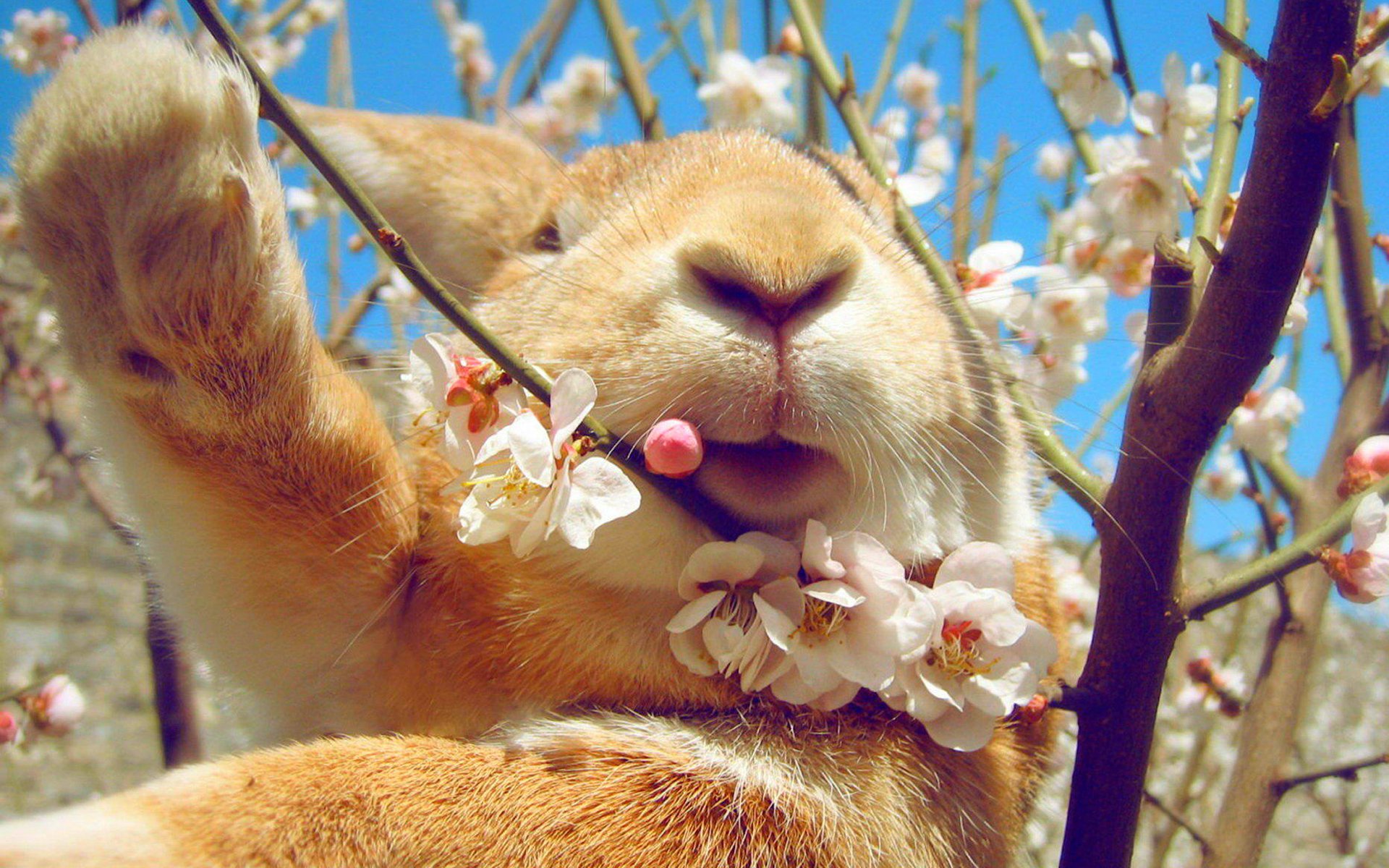 lapin ciel printemps floraison