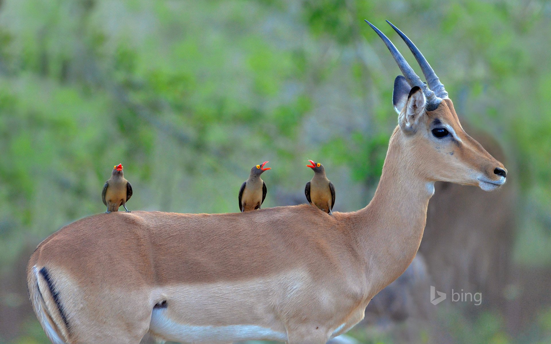 parc national kruger afrique du sud afrique antilope noire impala oiseaux couleur bec cornes