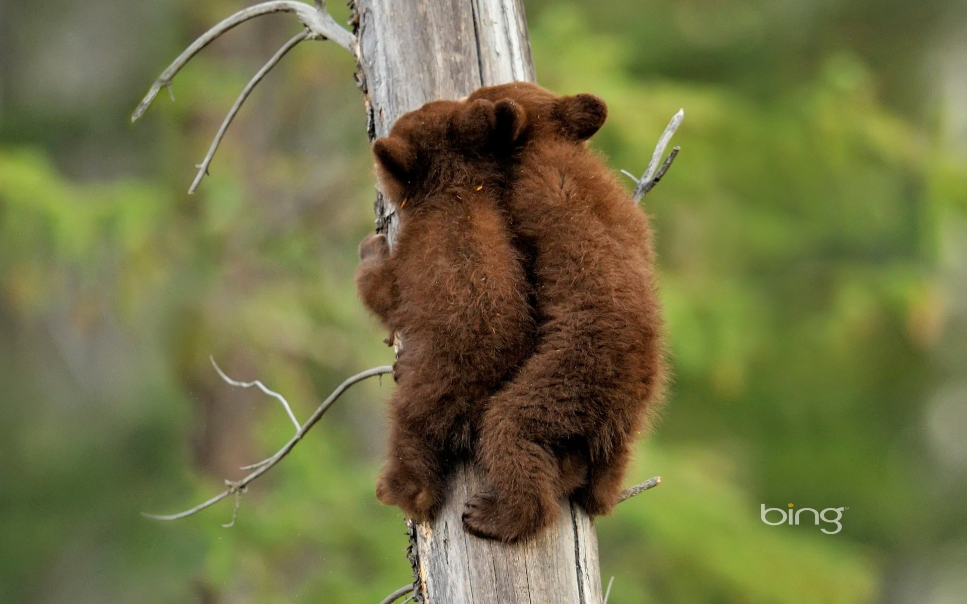 jasper national park alberta kanada bären amerikanischer schwarzer bär bären baum natur situation