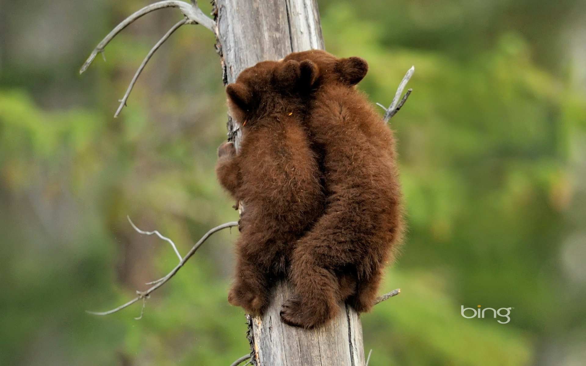 Забавные медведи. Забавный медведь. Медведь на дереве. Забавные медвежата. Медведь в природе.
