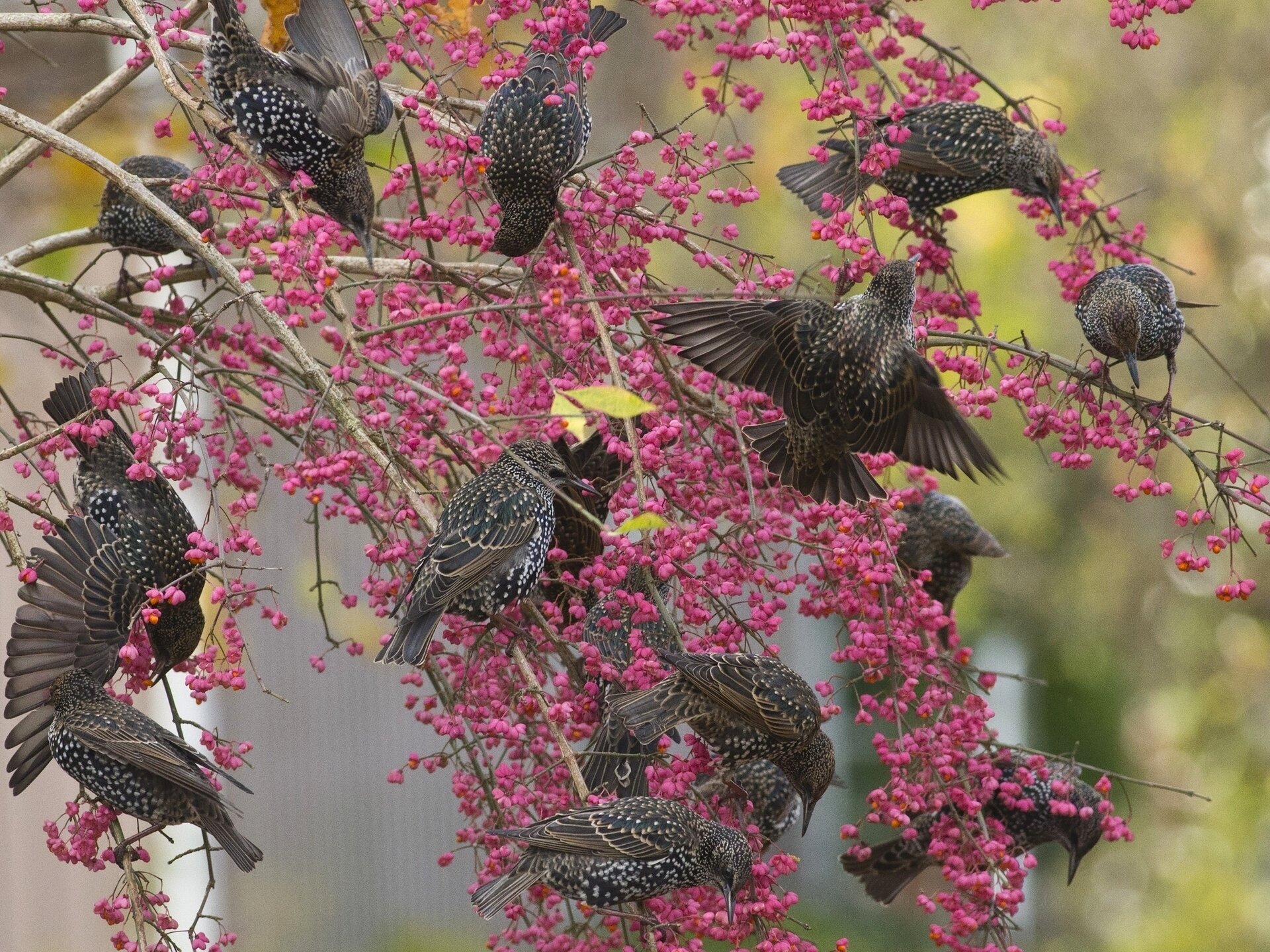 estorninos aves árbol ramas bayas