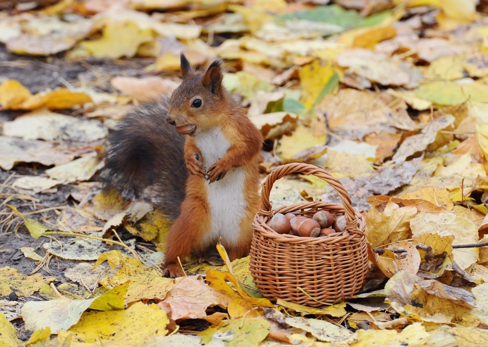 automne écureuil panier noix