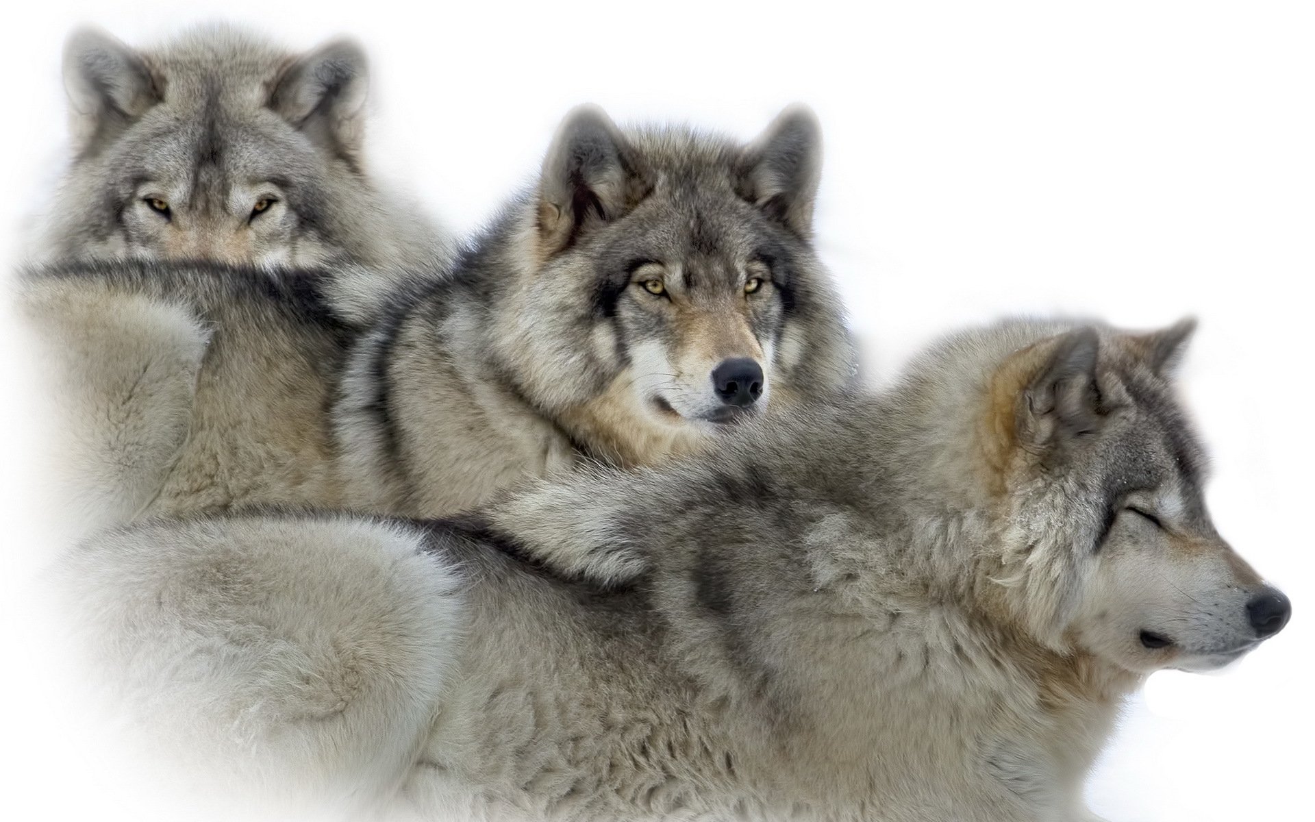 loups nature fond