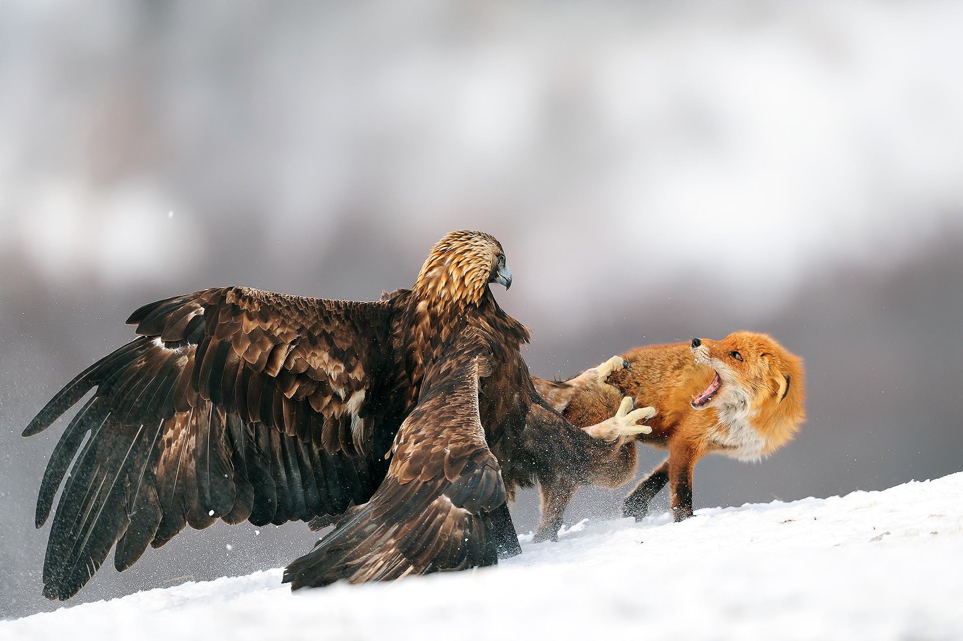 eagle poultry fox battle winter snow