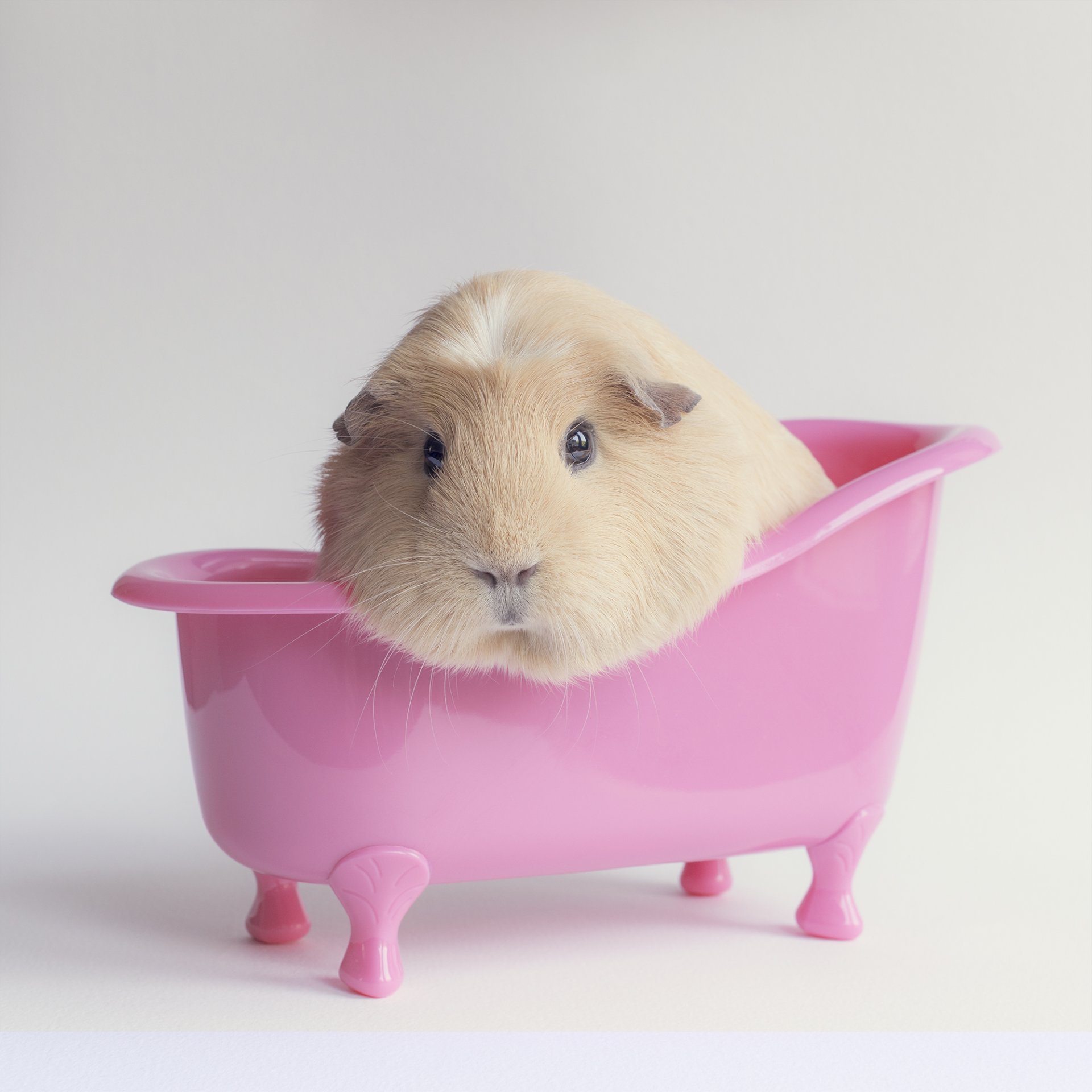 guinea pigs bath pink background