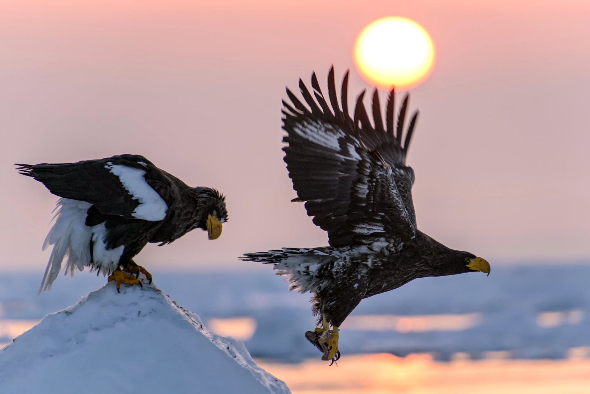 white-tailed eagle birds mining flight wings sun snow nature