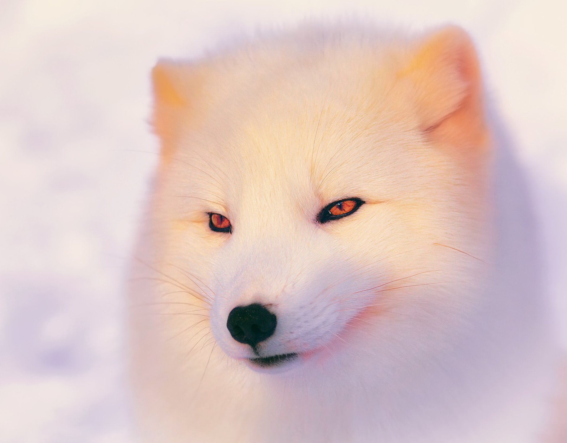 polar fox arctic fox light winter