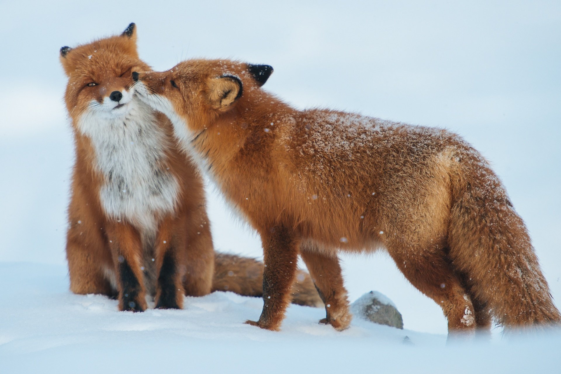 volpi inverno neve coppia predatori