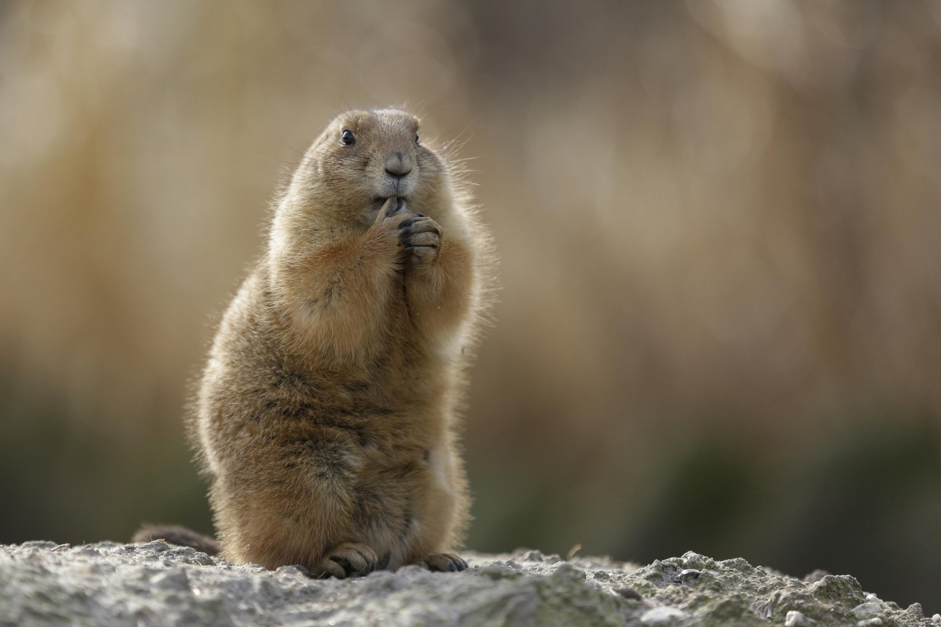 marmot steppe loafer rodent front background