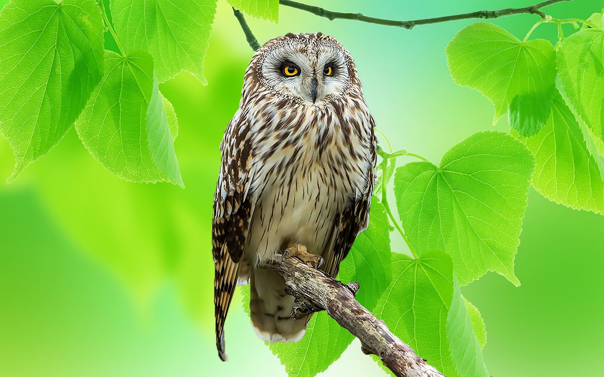 hibou oiseau feuilles nature branche