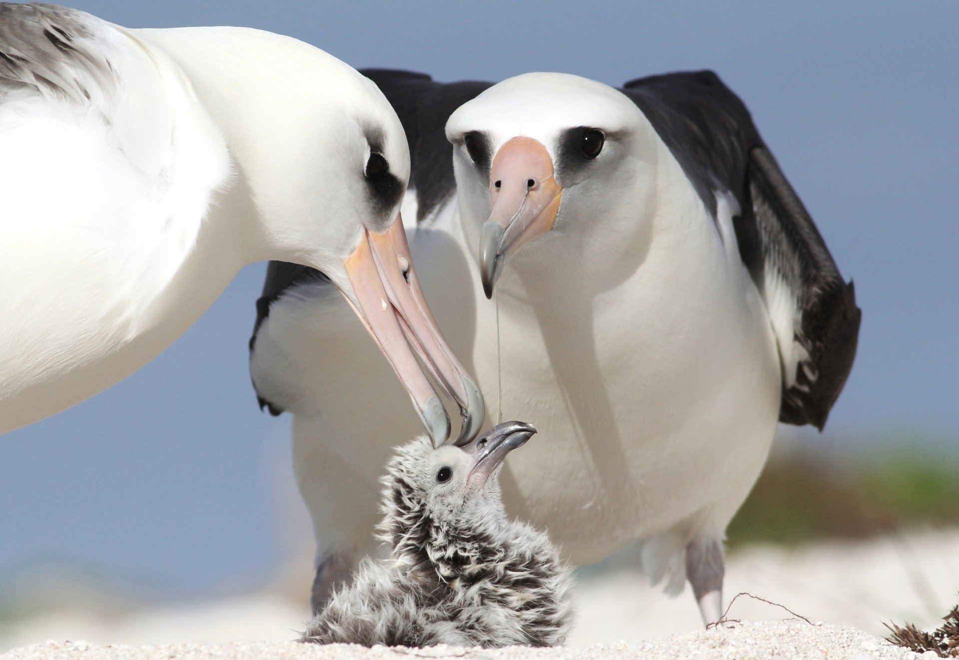 albatros poussin parents oiseaux