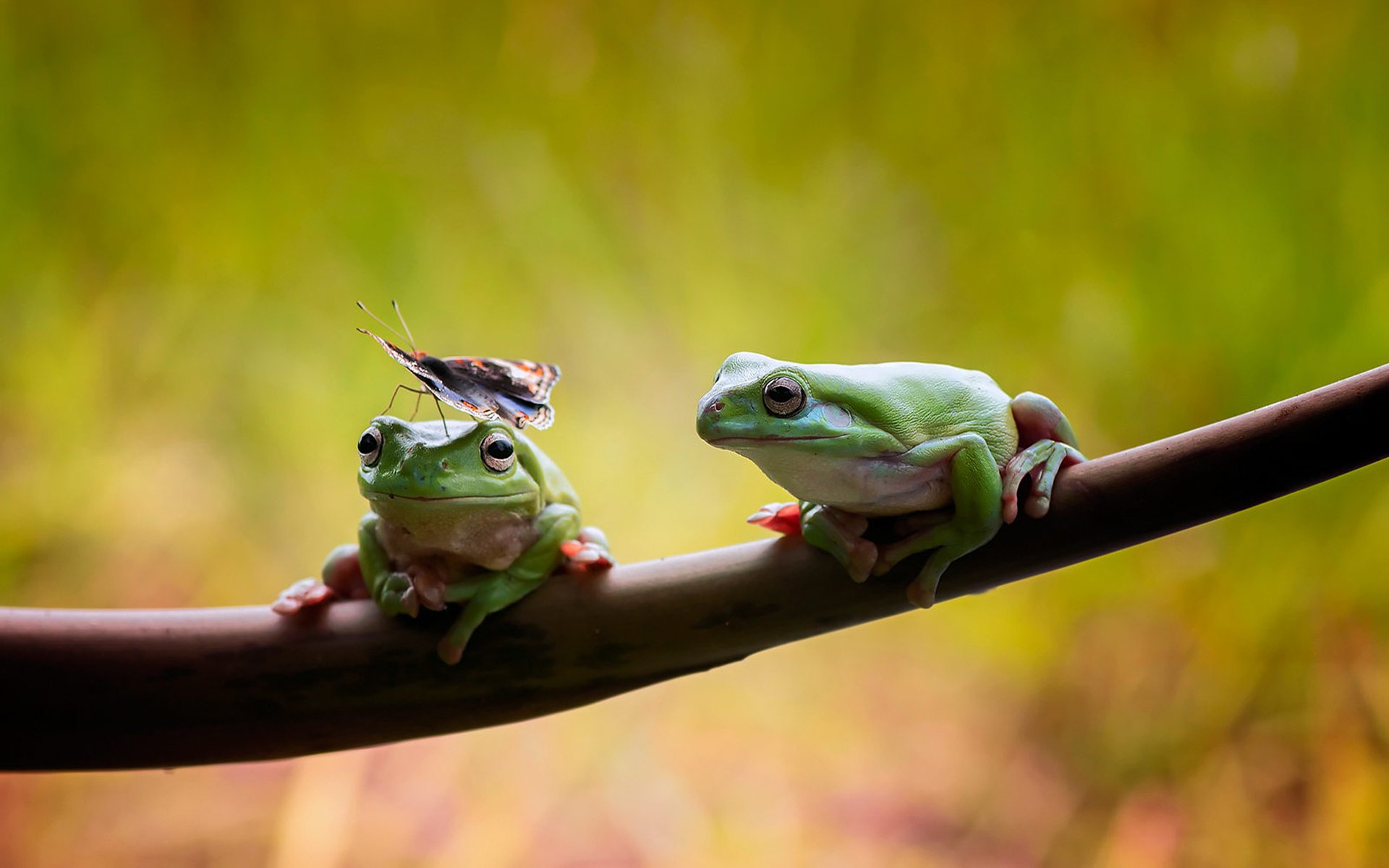 grenouilles couple deux branche papillon