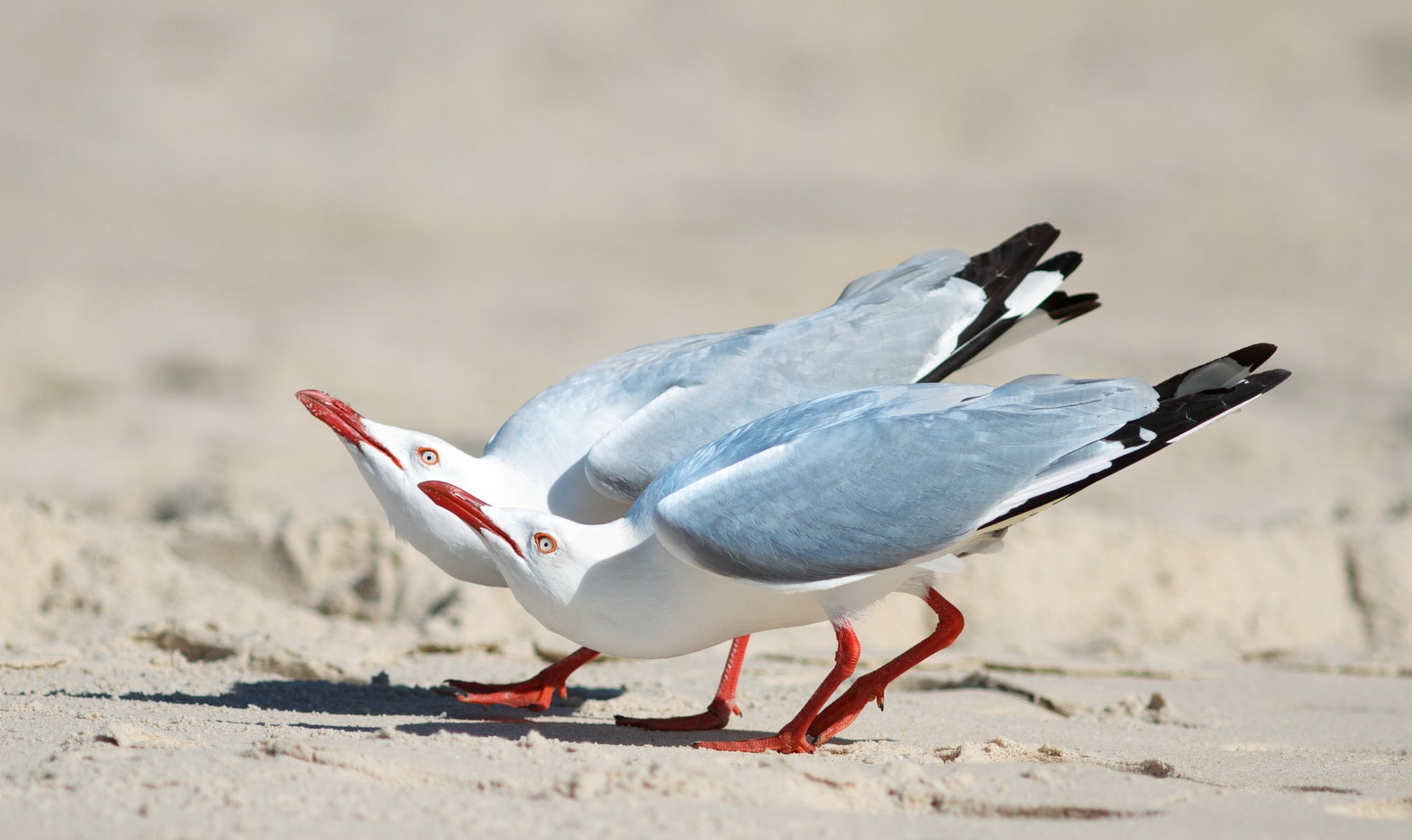 arena pájaros dos gaviotas plata