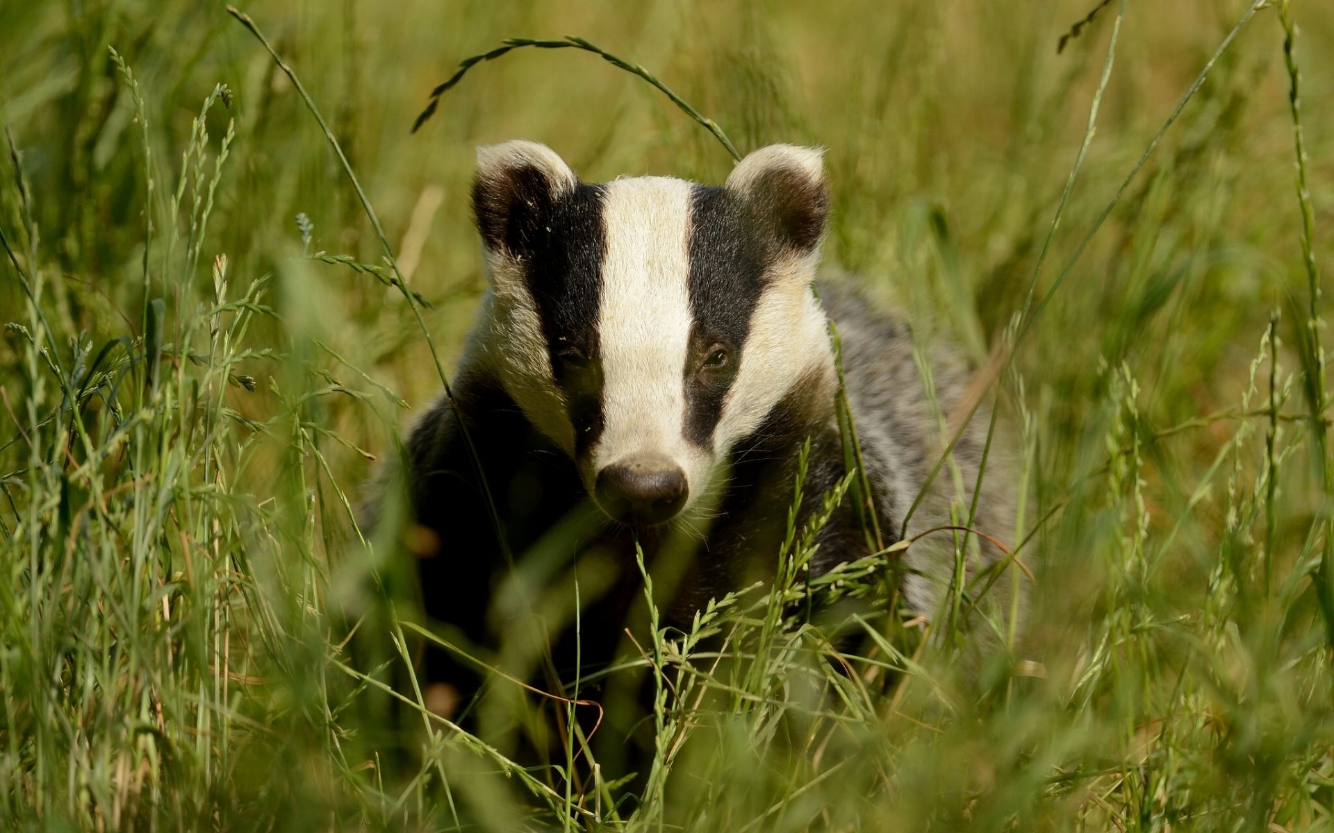 badger grass muzzle