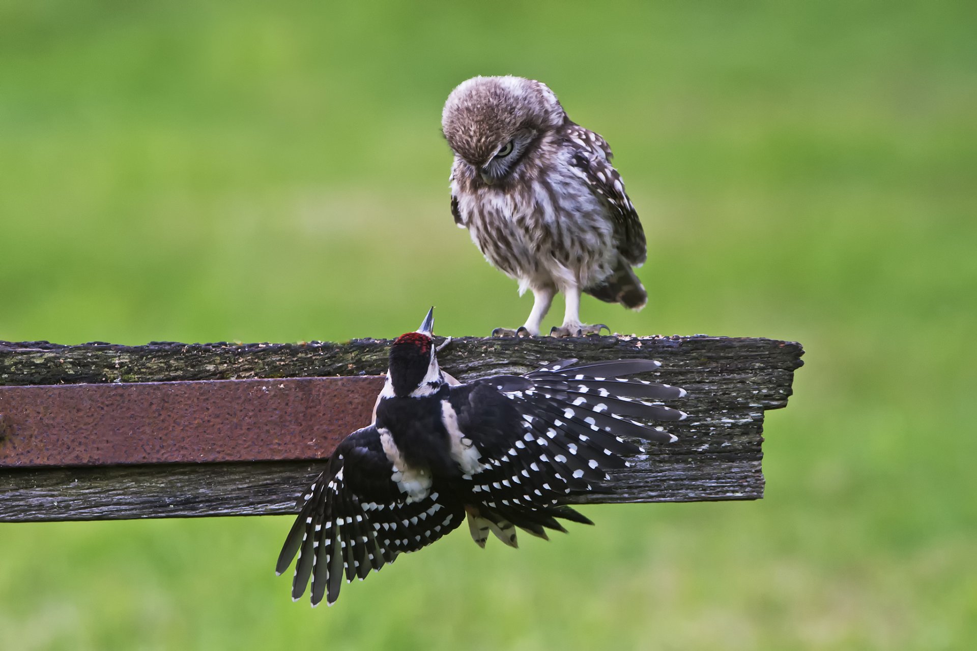 gufo gufo picchio uccelli tavola natura sfondo