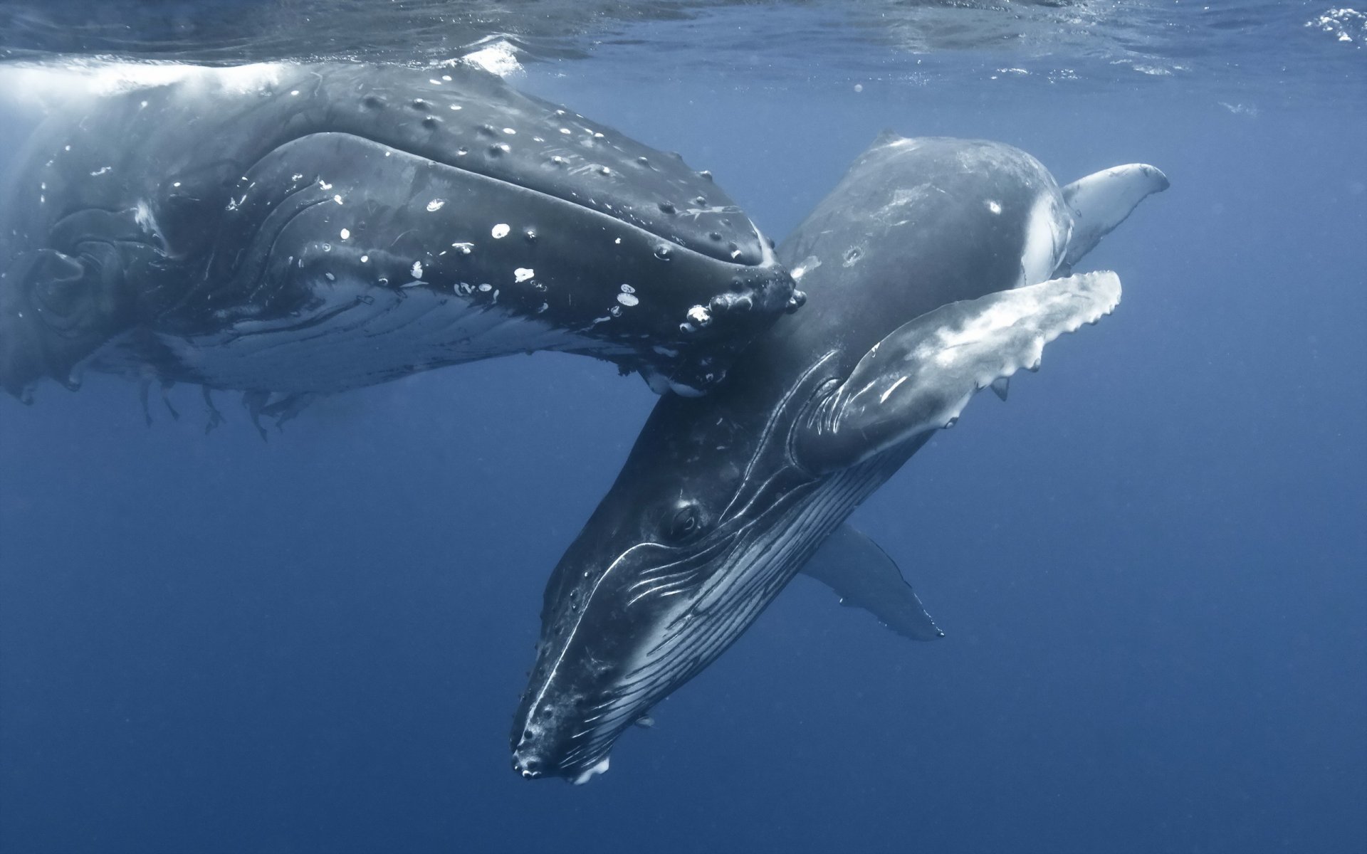 Два кита фото