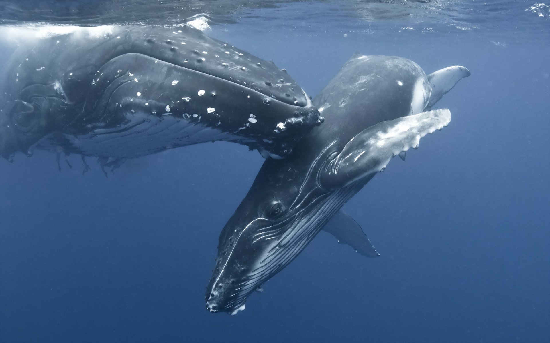 whale sea nature