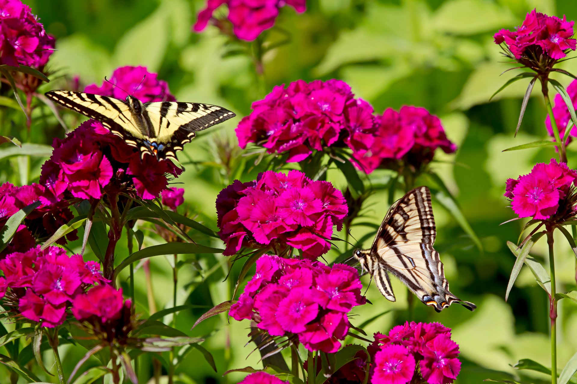 papillons fleurs oeillets