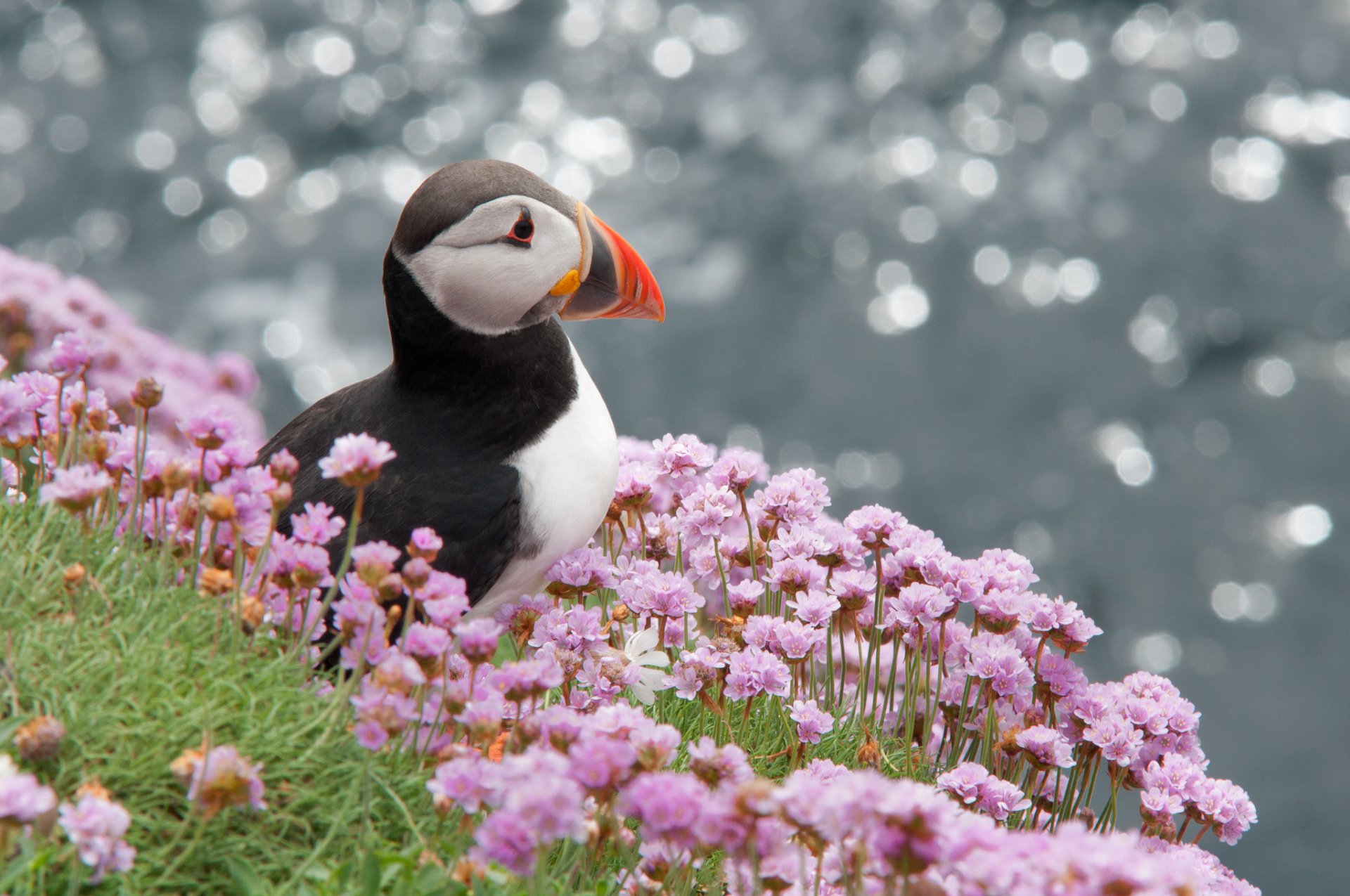 puffin atlantic bird profile flowers highlight