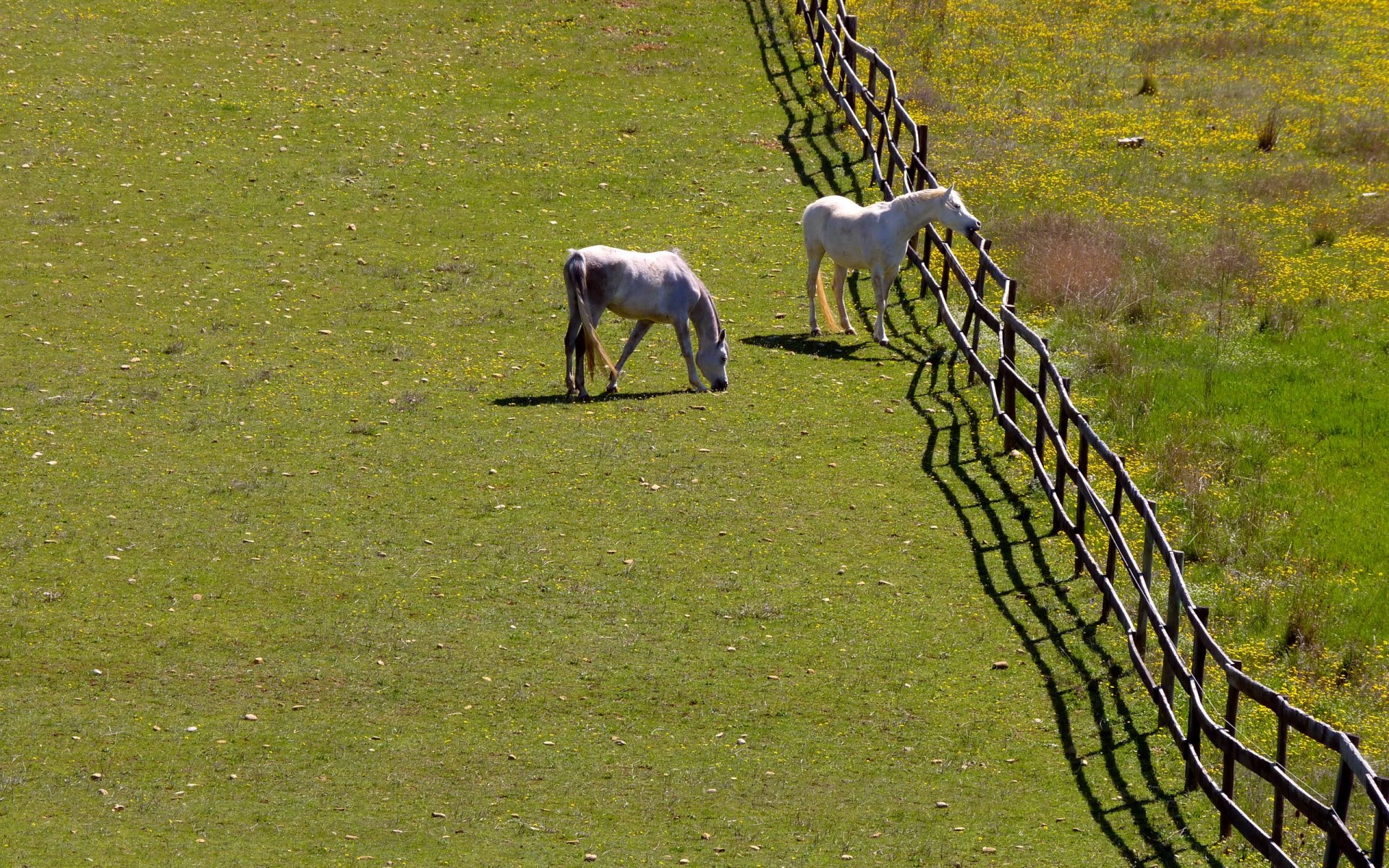 horses the field fence summer