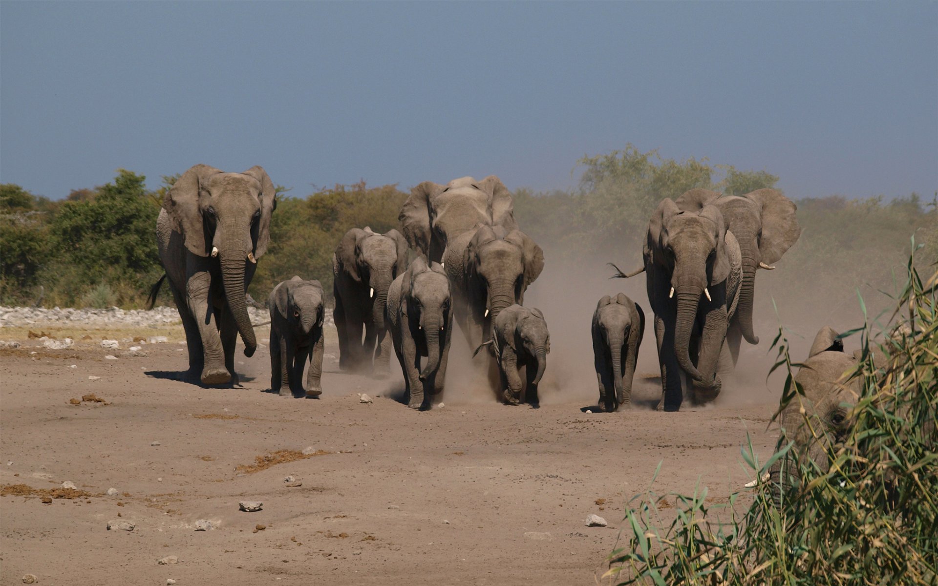 éléphants famille troupeau sentier poussière