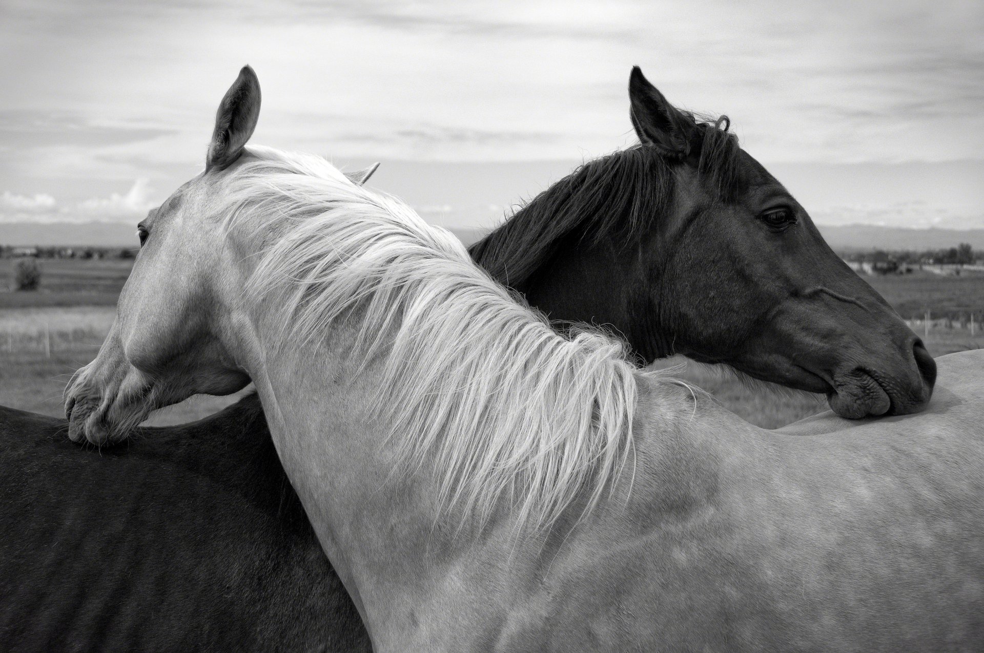 cheval couple nature crinière tête