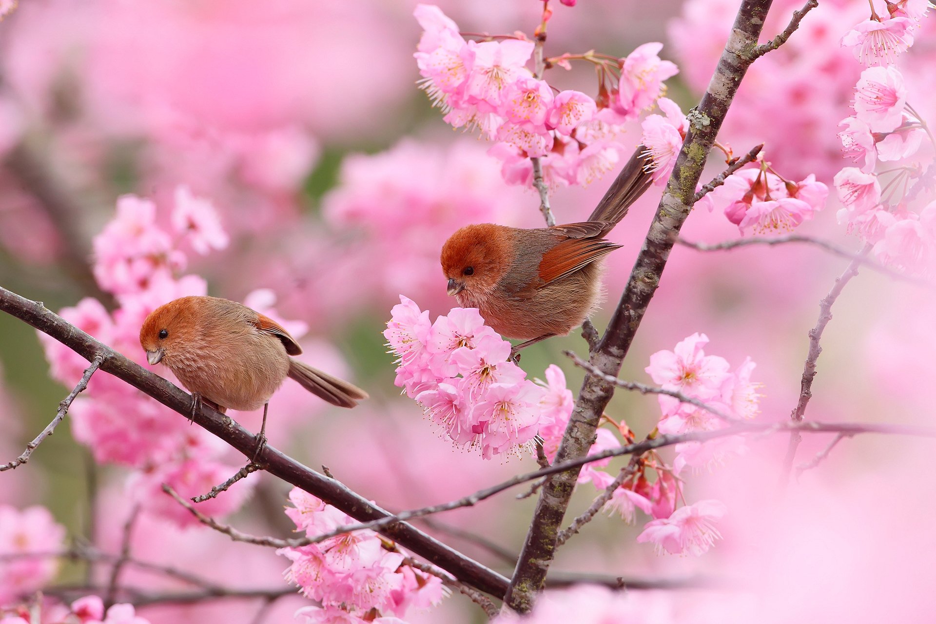 aves pareja árbol jardín ramas flores primavera