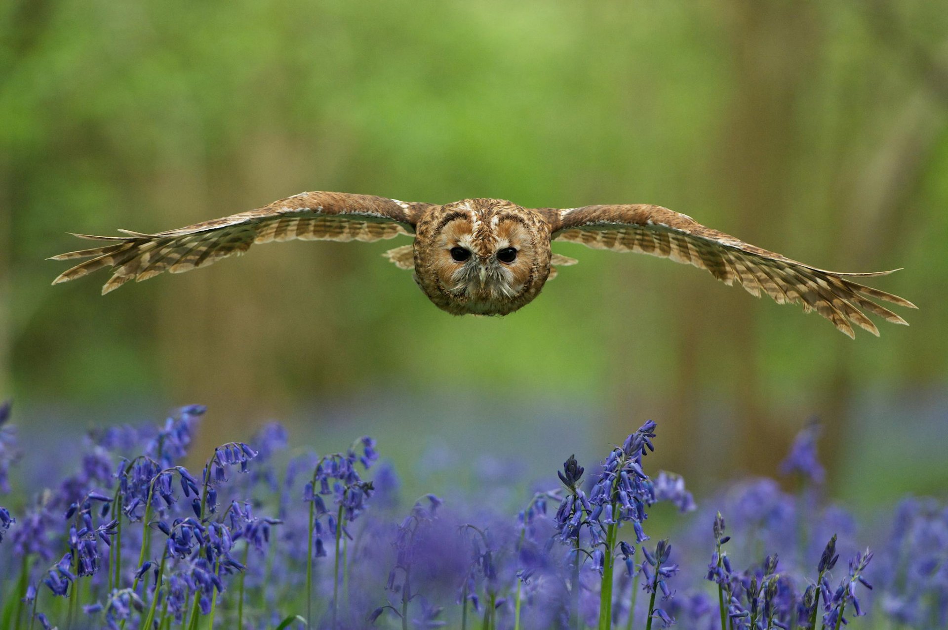 hibou oiseau vue ailes swipe forêt clairière fleurs bleu cloches flou