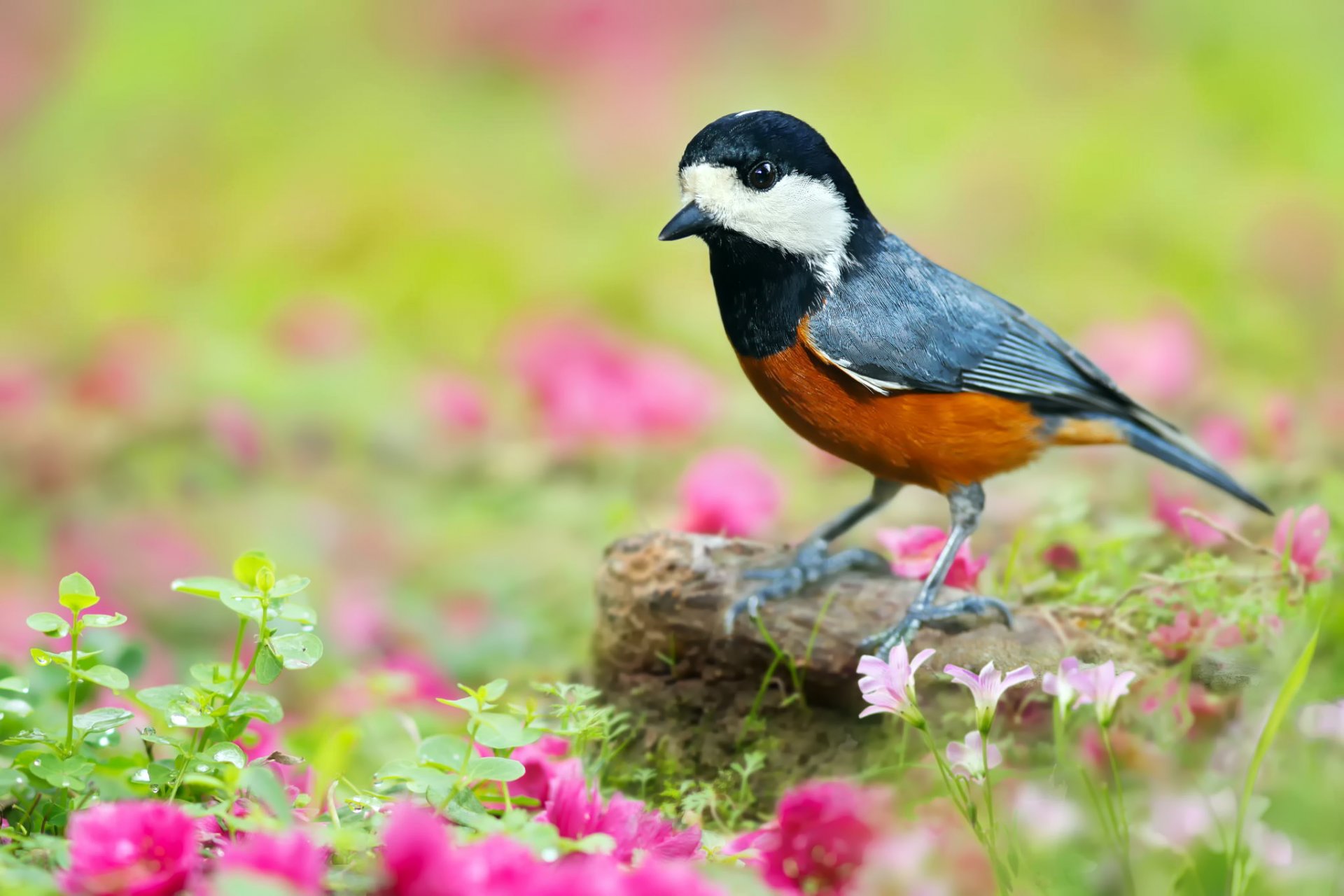 yew tit japanese tit poultry nature stone flower pink grass leaves green