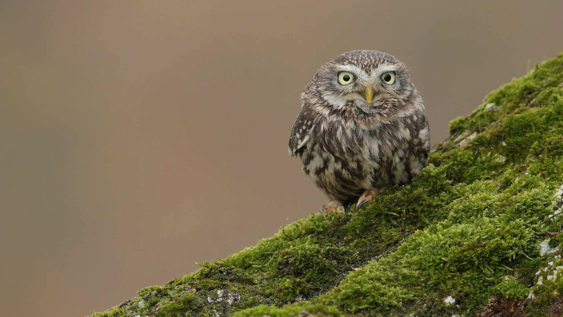 oiseau hibou colline bosse mousse