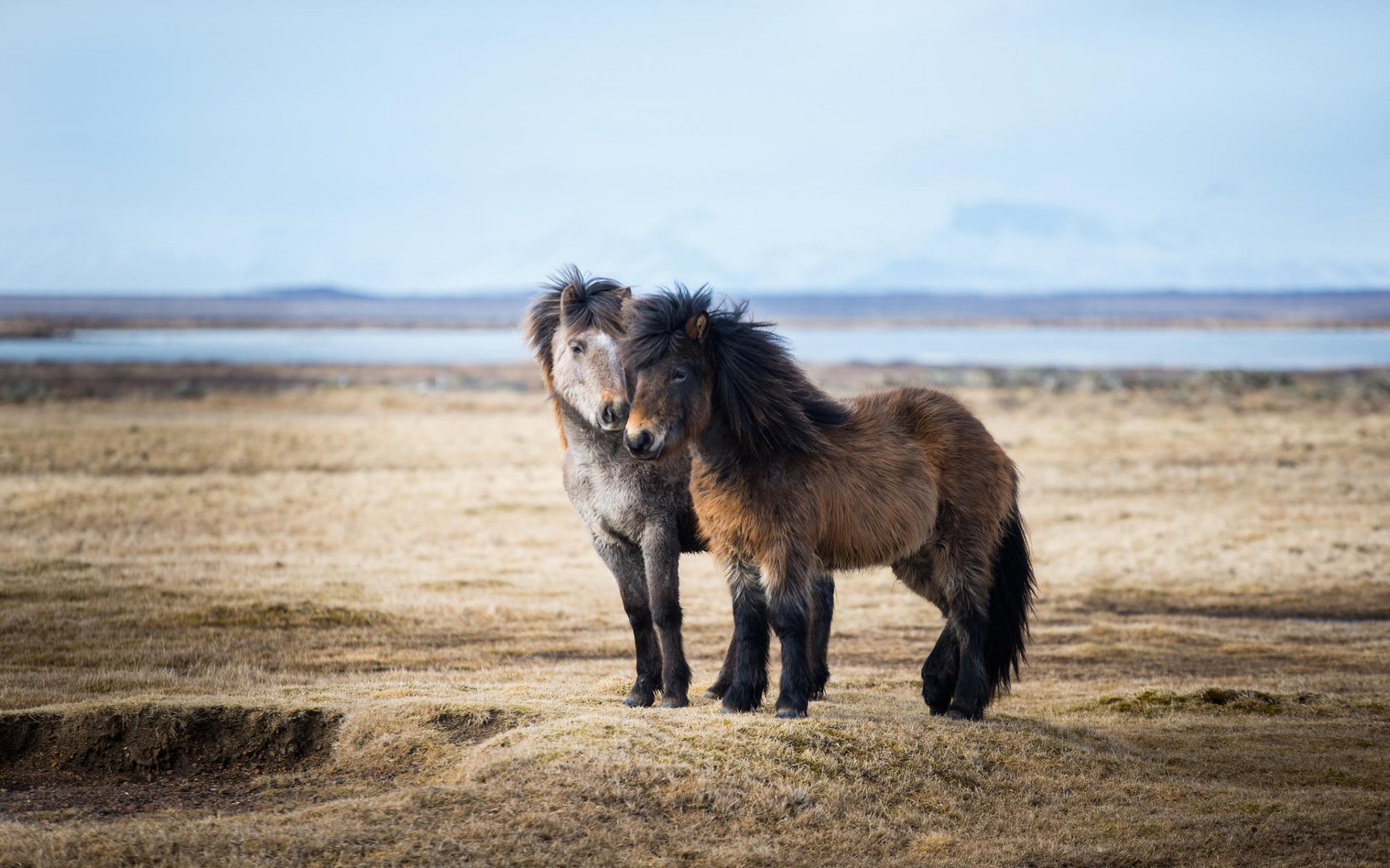 konie kucyki para islandia natura przestrzeń