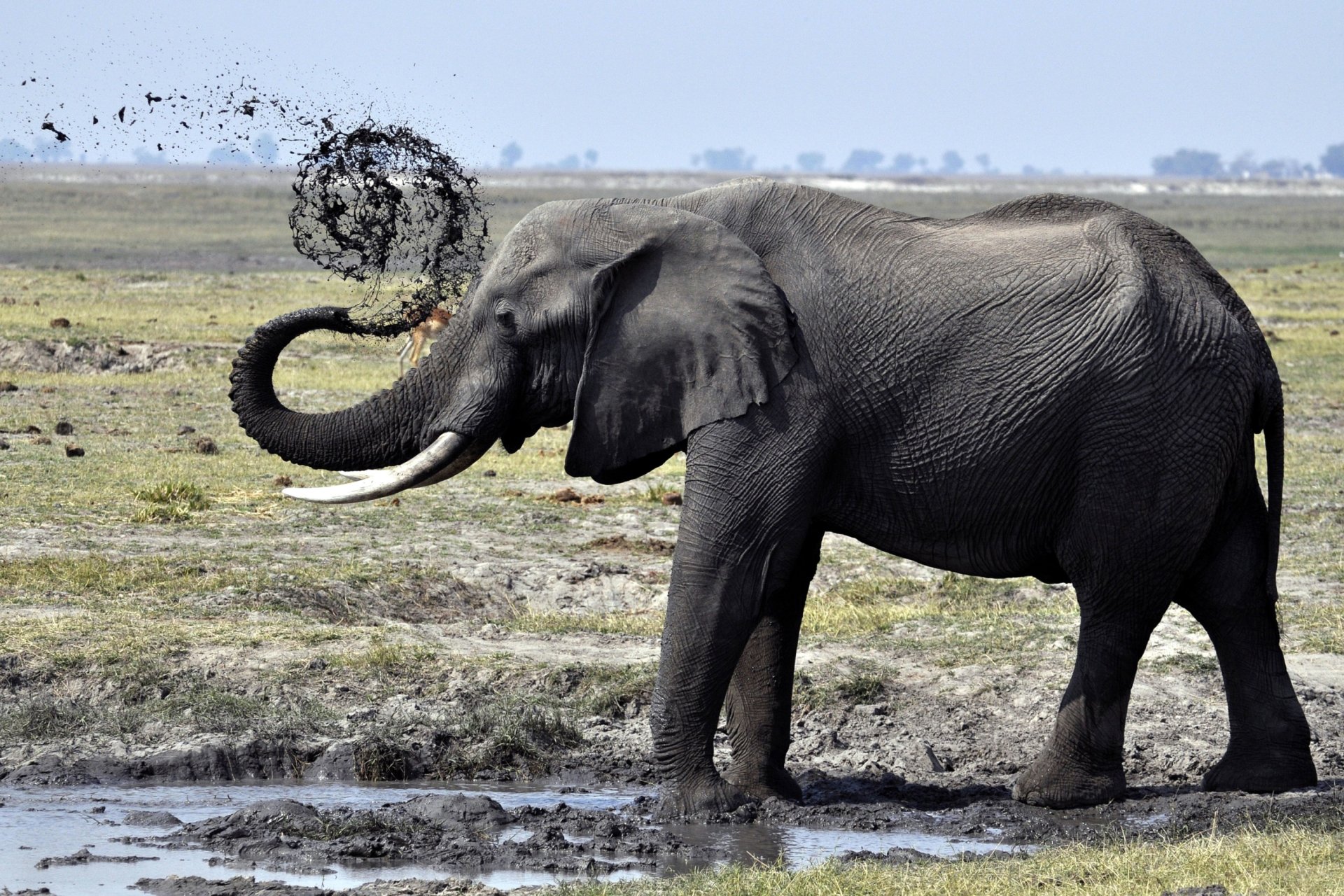 elefante barro charco colmillos tronco ducha