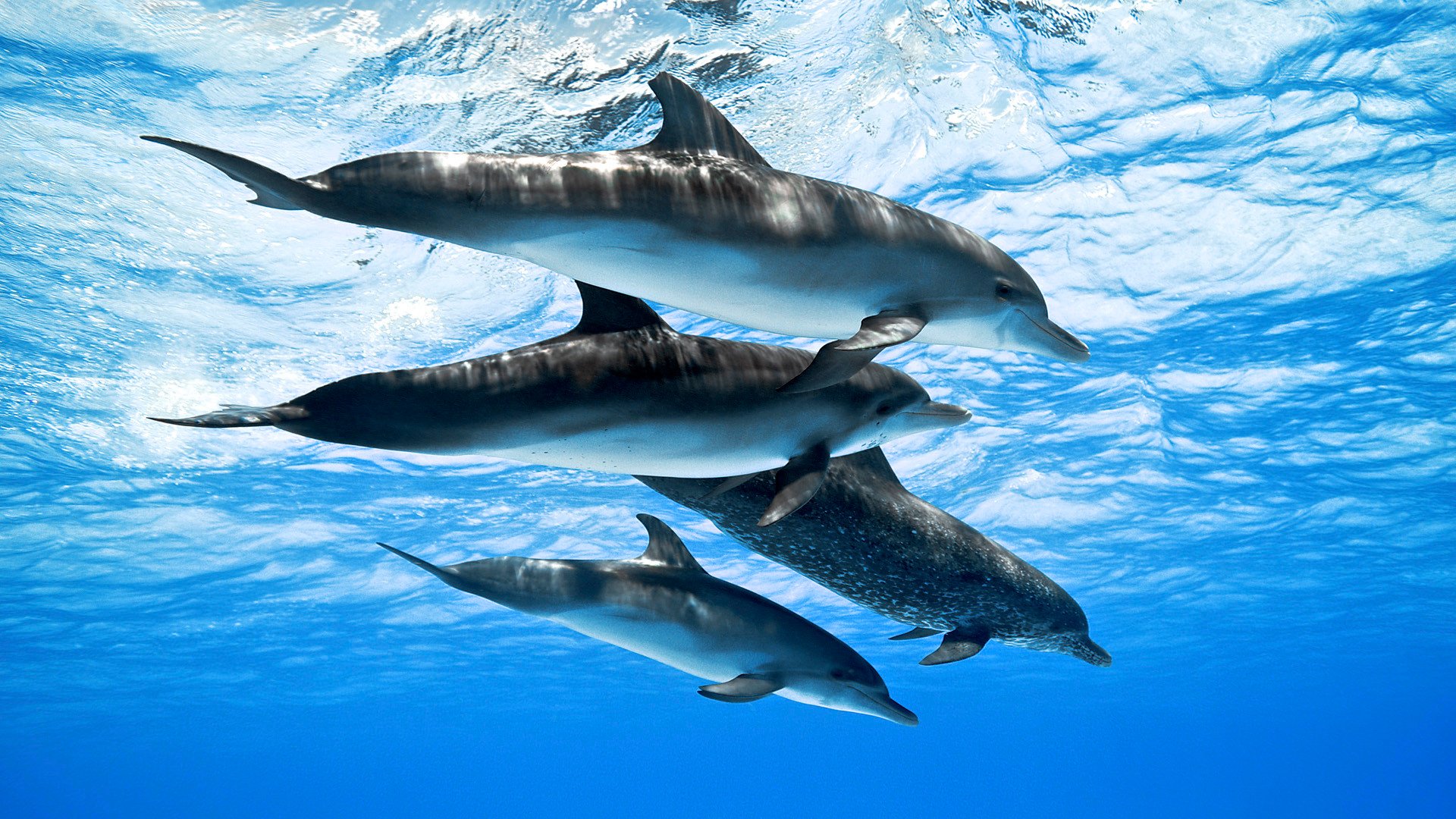 delfines mar océano agua bandada