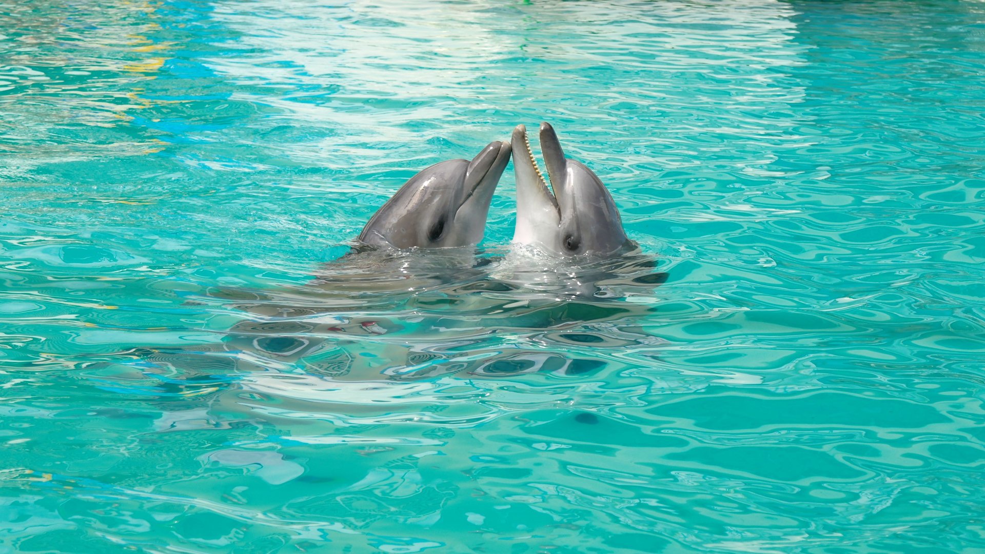 delfines pareja amor juego