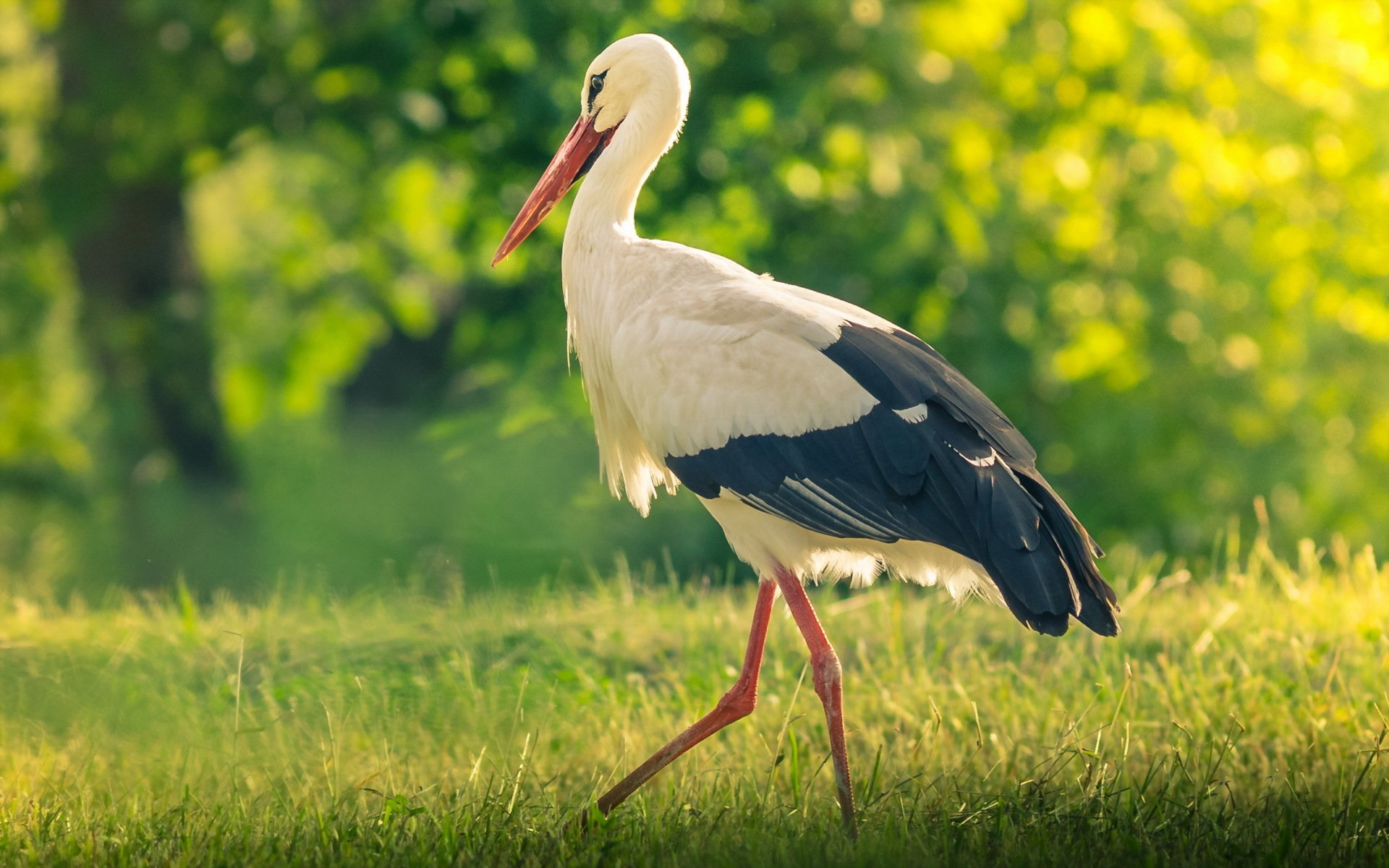 pájaro cigüeña verano