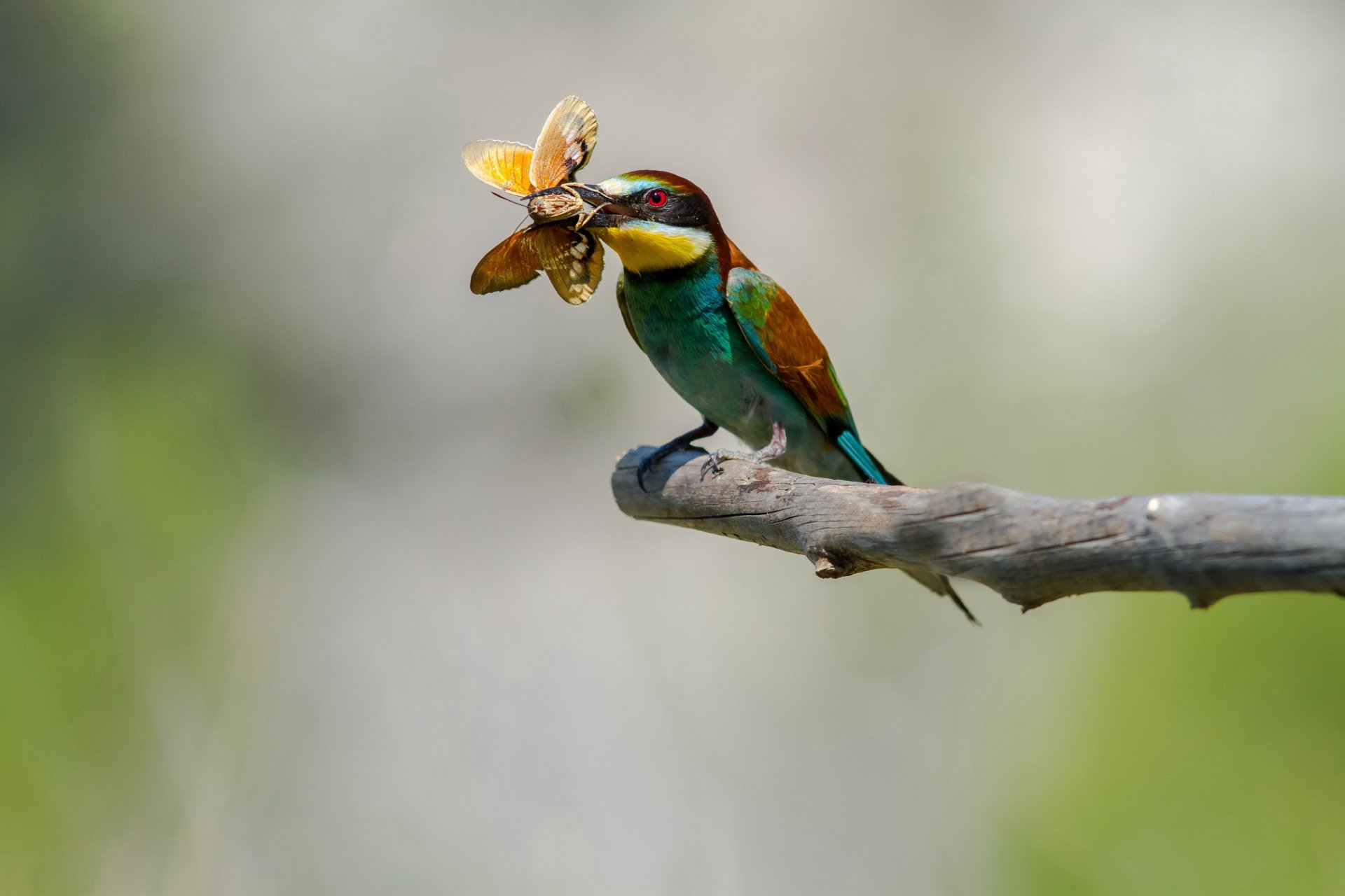 zweig vogel goldener klumpen bienenfresser schmetterling beute