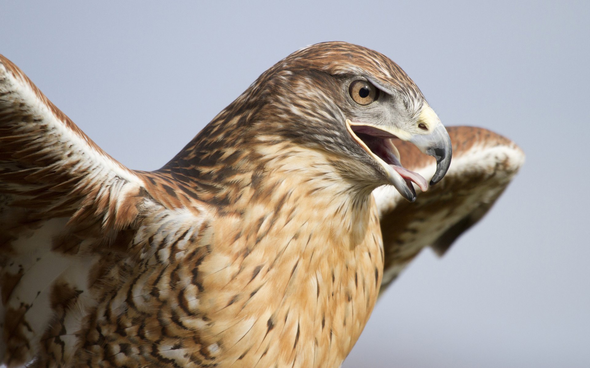 hawk poultry predator head beak wing