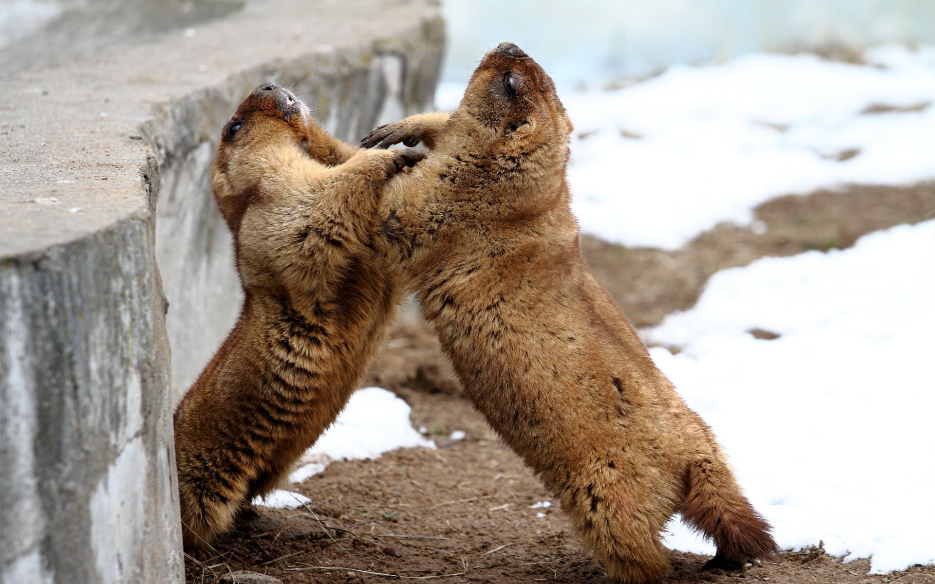 nieve marmotas fauna aviario fauna