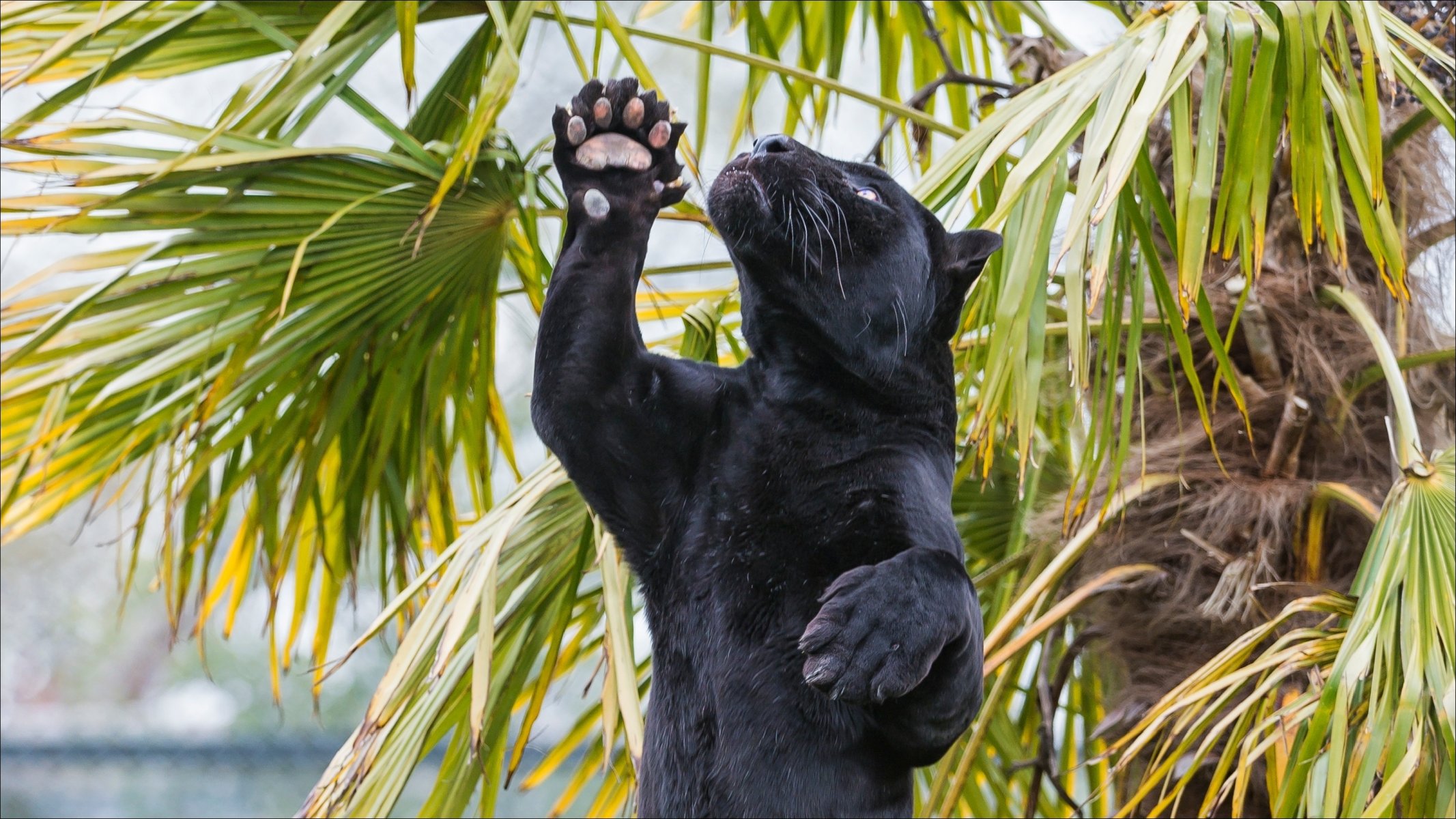 natura zwierzęta jaguar pantera koty drapieżnik