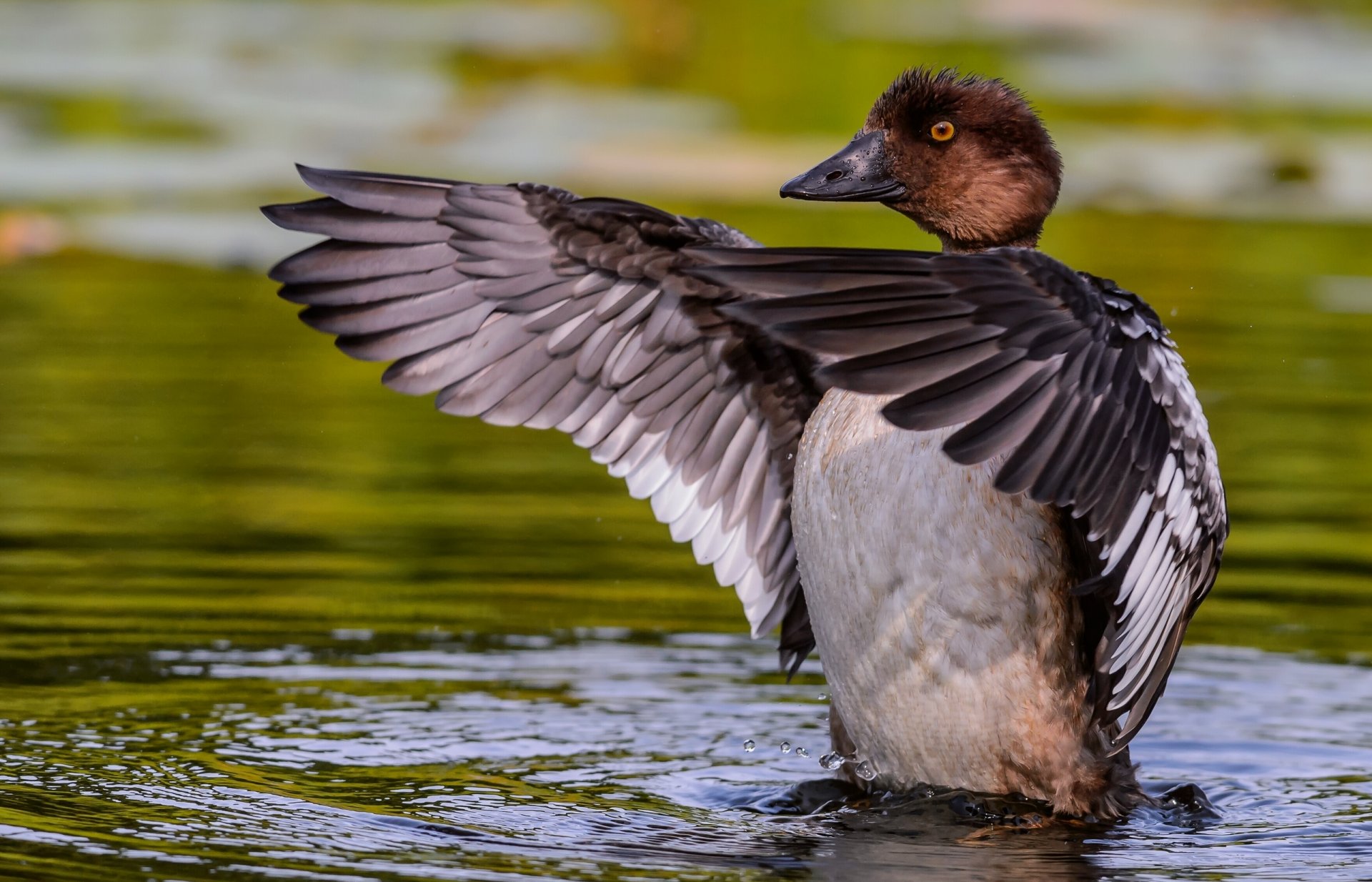 duck goldeneye wings water