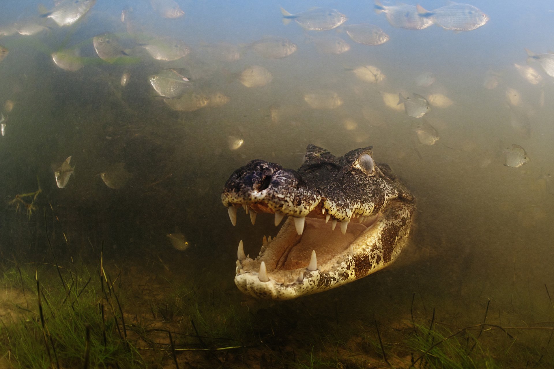 alligator river caiman teeth aquatic vegetation pantanal mato grosso brazil