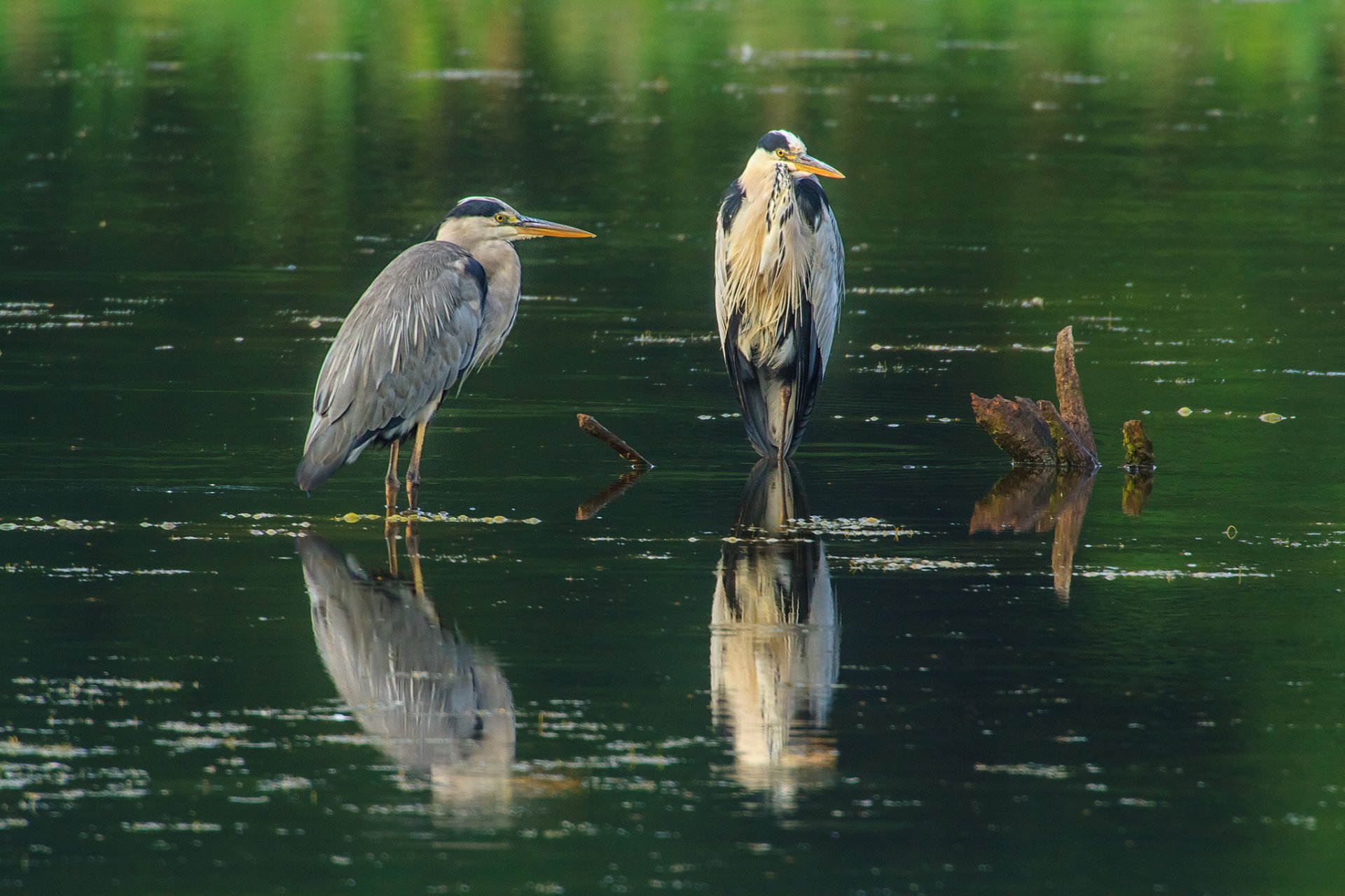 agua cuerpo de agua madera flotante aves dos garzas gris