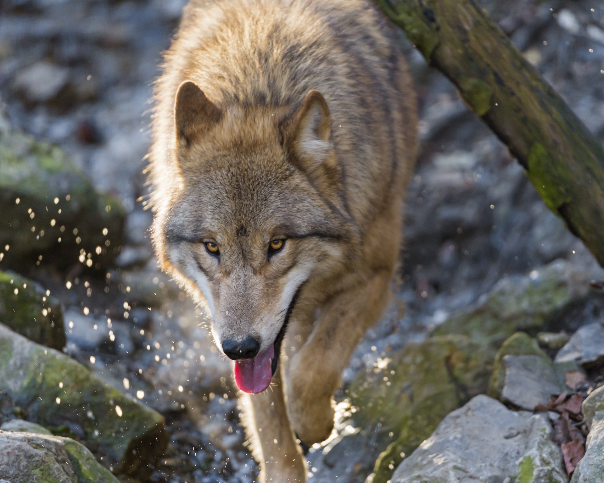 lupo muso yaik predatore rocce spruzzi ©tambako the jaguar