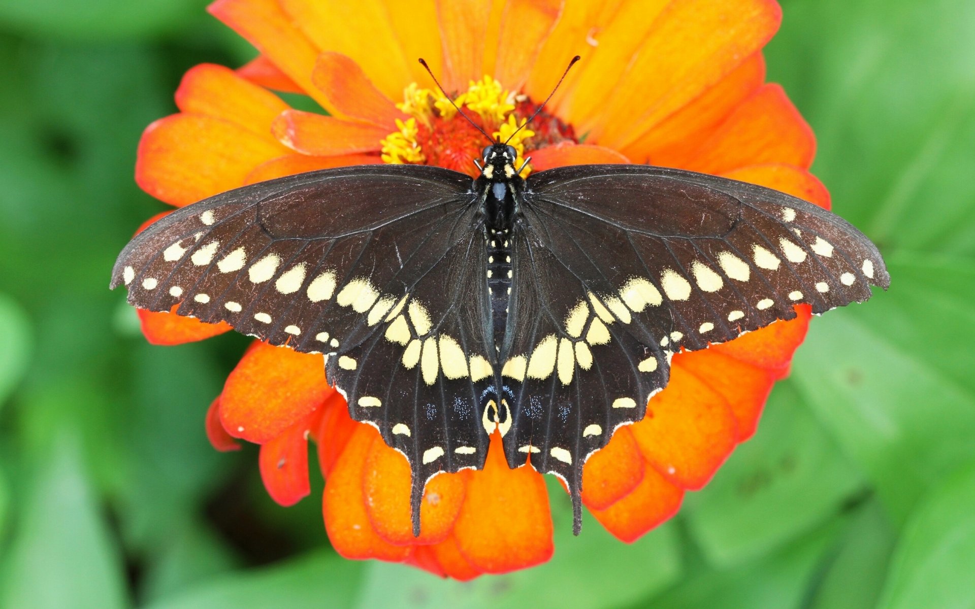 motyl żaglówka polyxena kwiat makro