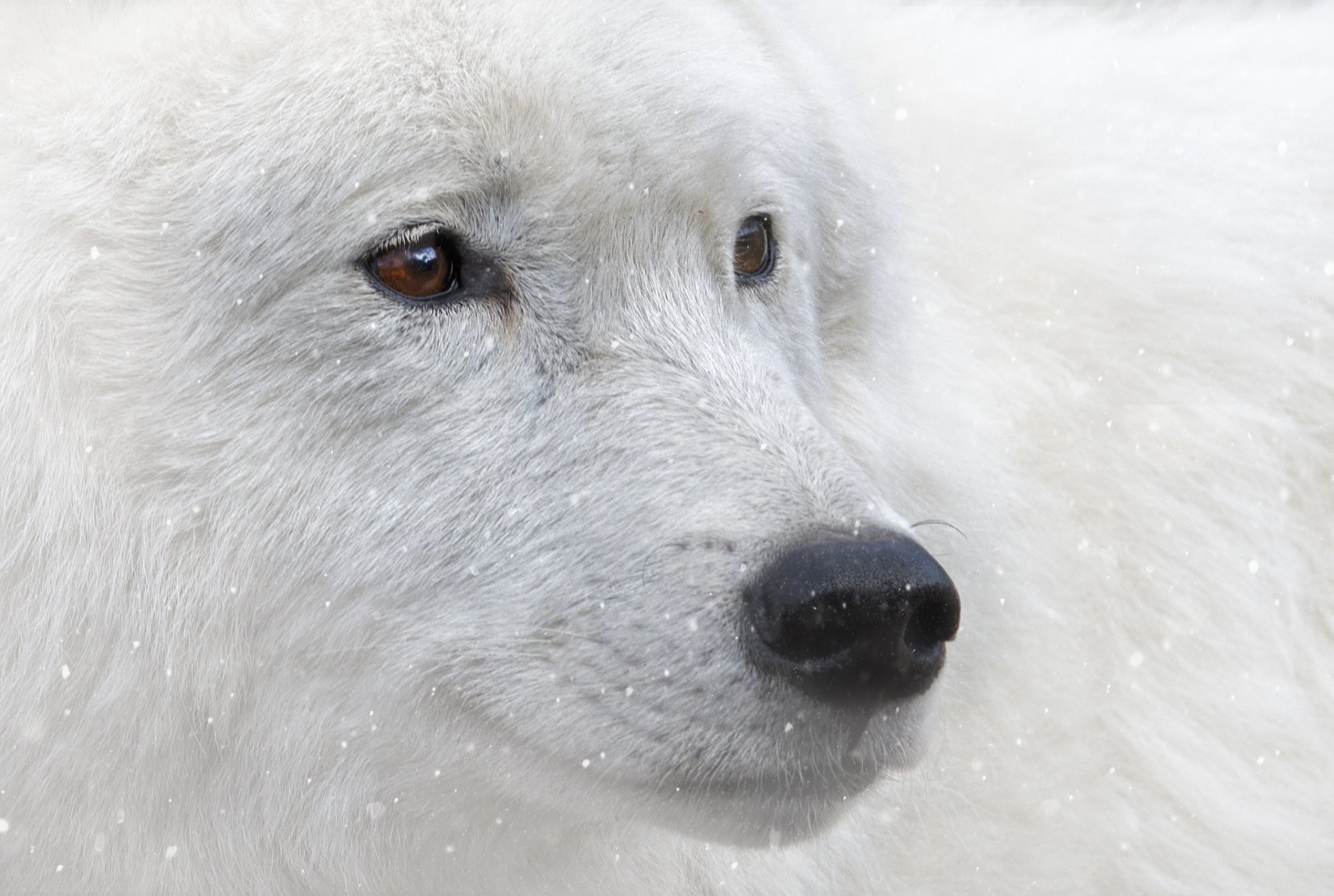 animale lupo bianco occhi marroni vista neve