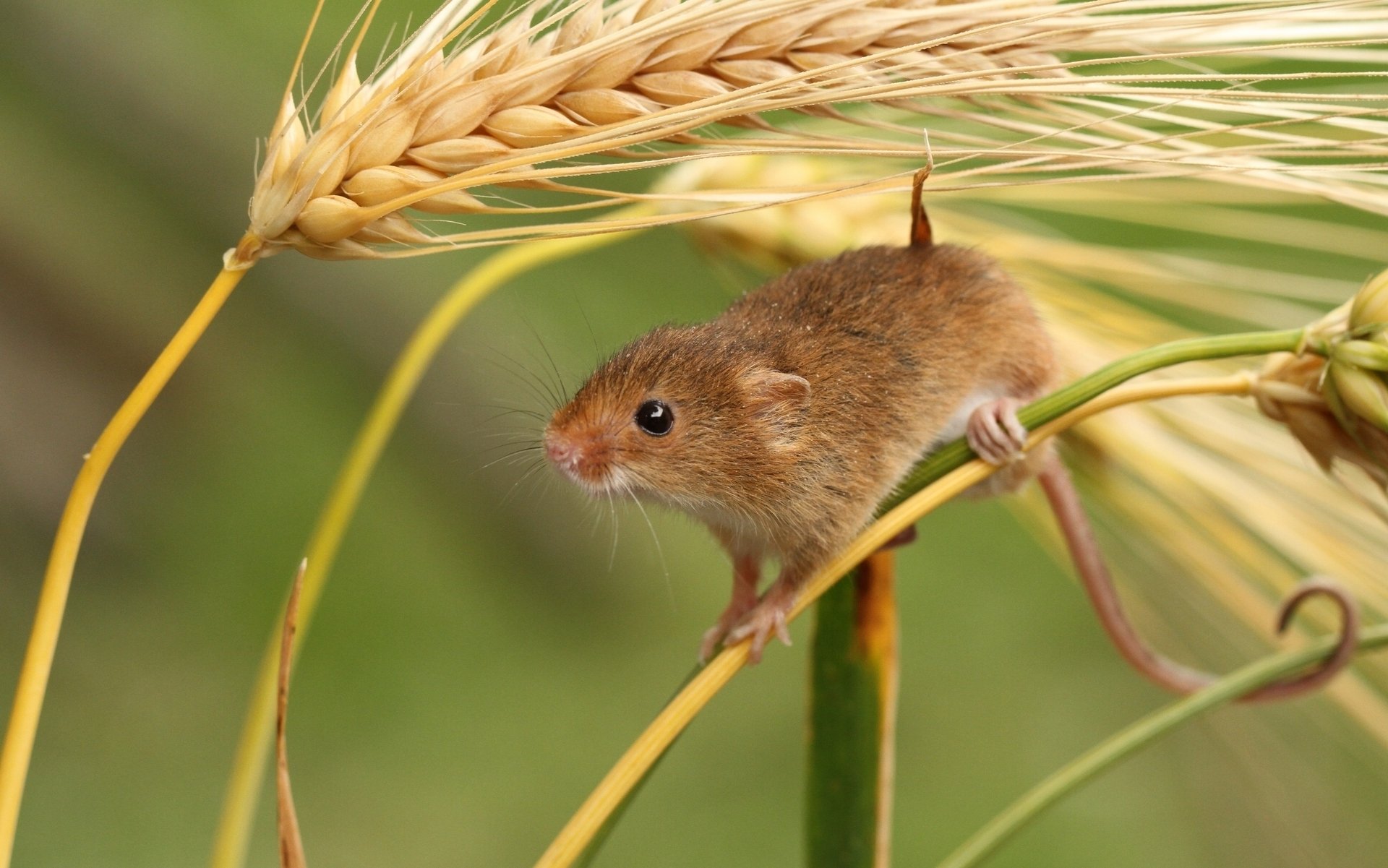 maus-baby ohren makro