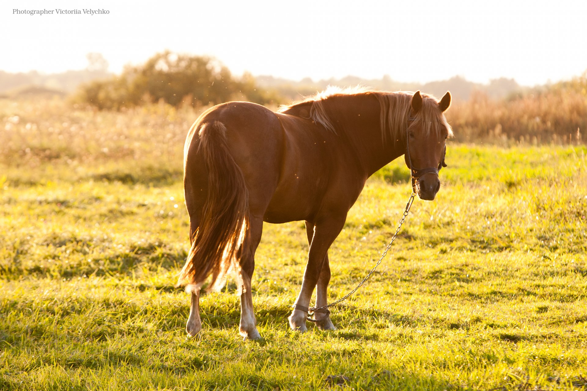 hourse cavallo cavallo estate sole tramonto capelli bello umore carino muschio giallo verde