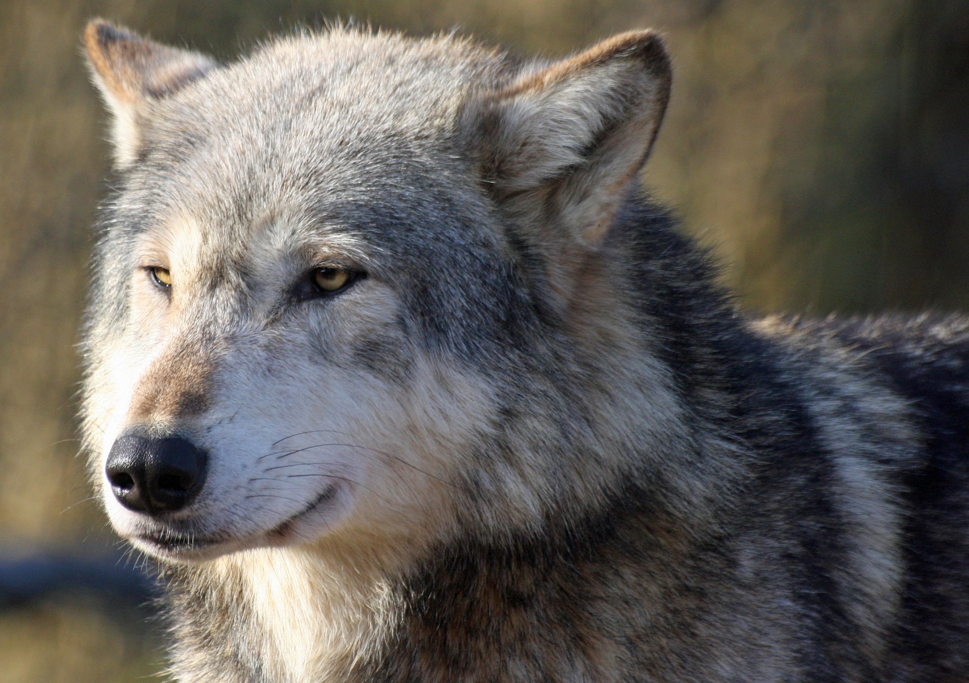 lobo hocico mirada depredador